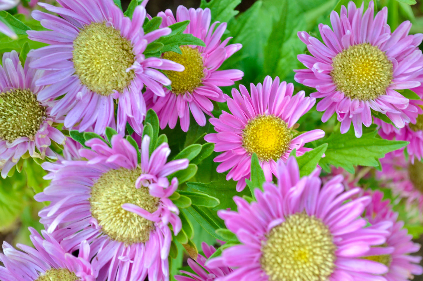 250 MIXED Colors CHINA ASTER Callistephus Chinensis Flower Seeds