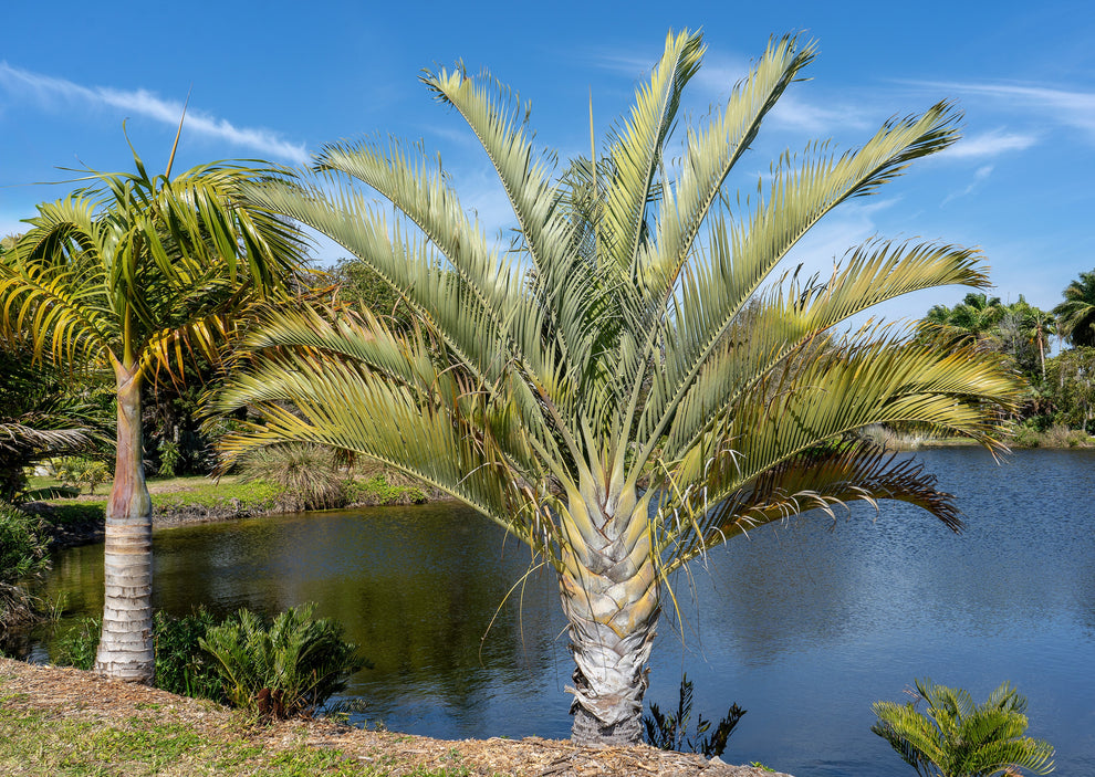 10 TRIANGLE PALM TREE Dypsis Decaryi Rare Tropical from Madagascar See ...