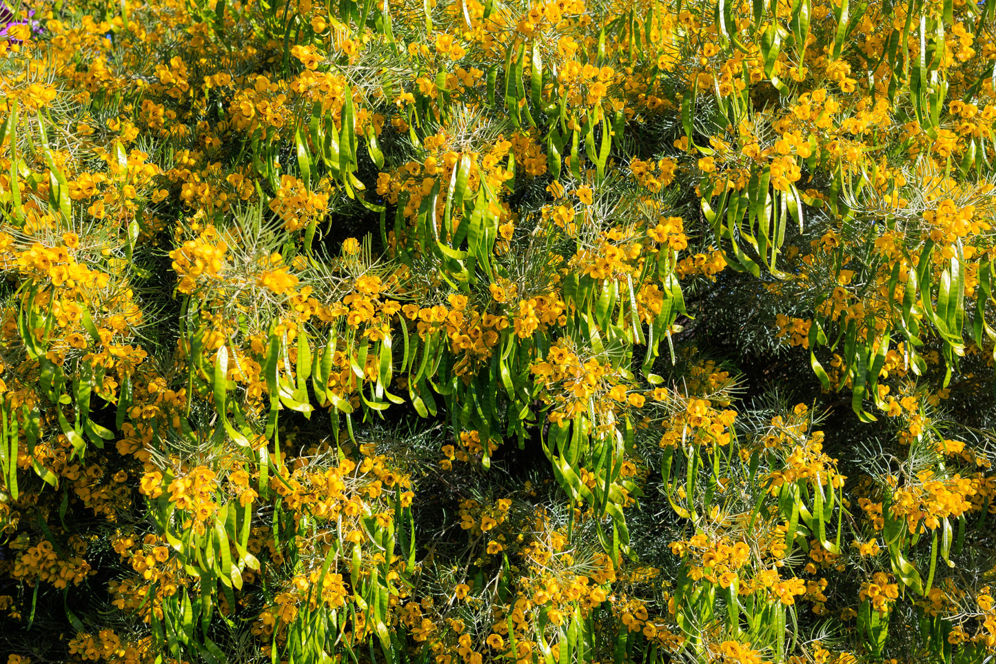 50 Yellow FEATHERY CASSIA Green Senna Artemisioides Seeds