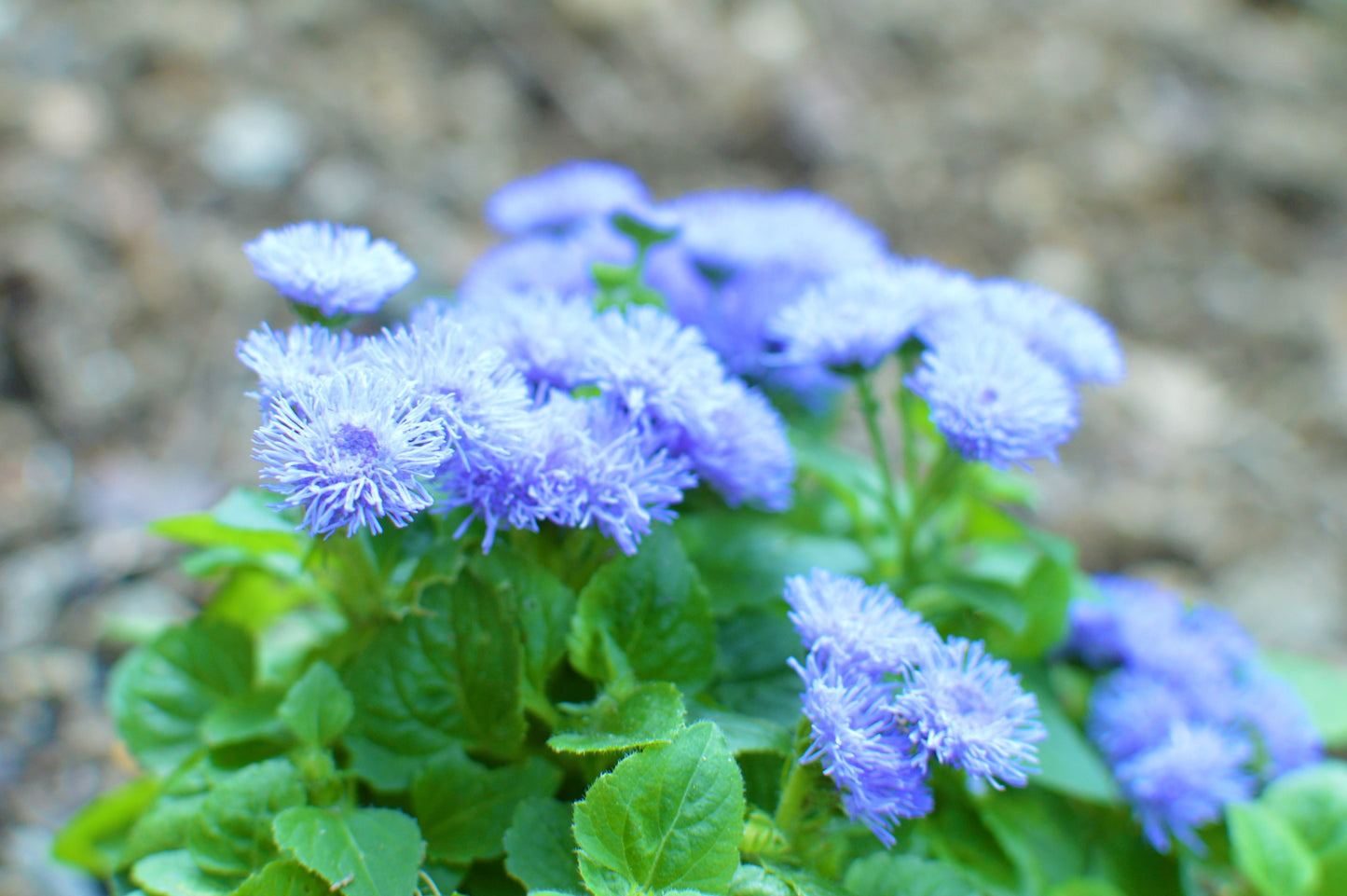 250 Dwarf BLUE BEDDER AGERATUM aka Floss Flower Ageratum Houstonianum Flower Seeds