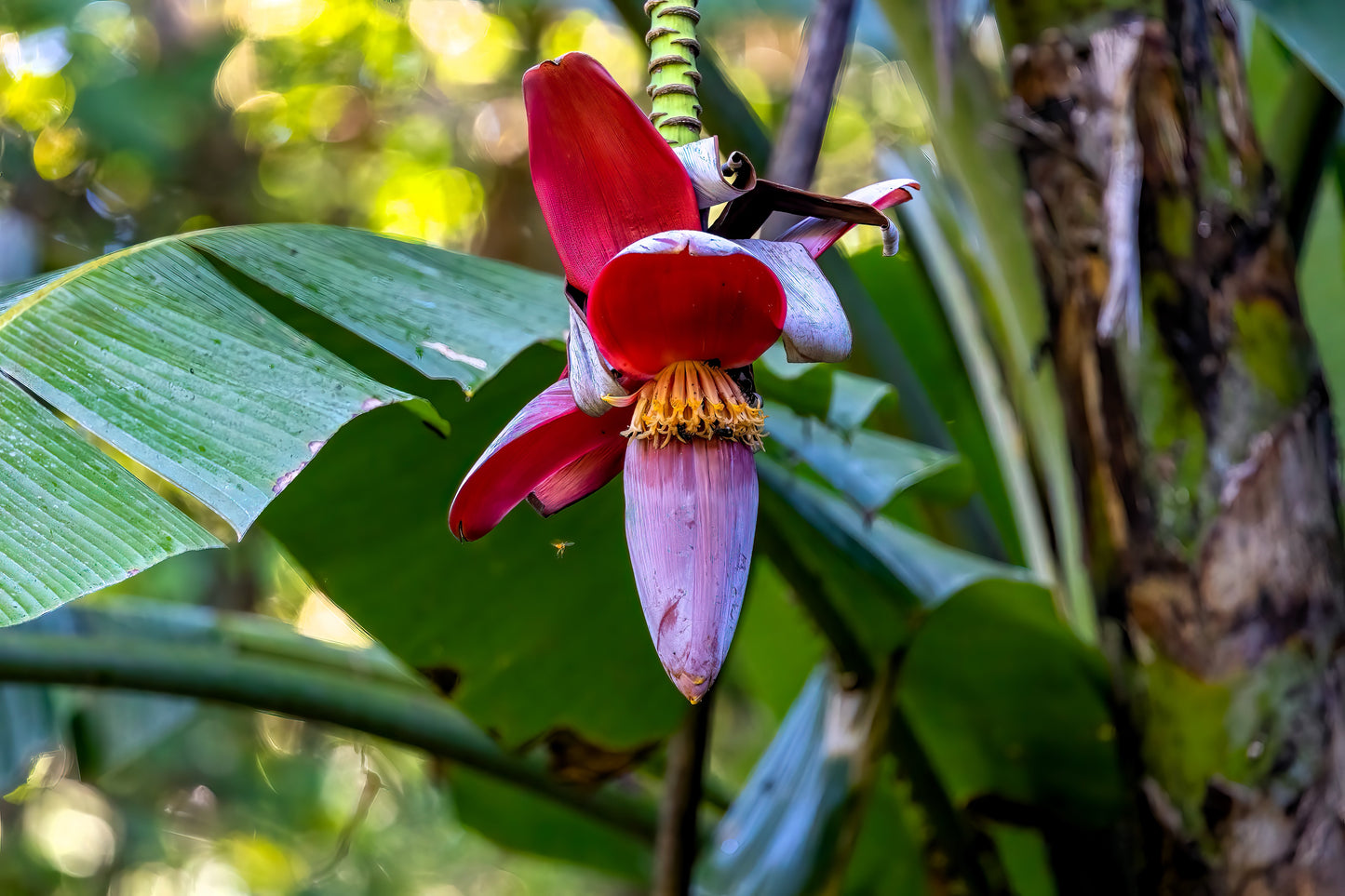5 PLANTAIN BANANA Musa Balbisiana Hardy Red Flowering Sweet Wild Fruit Tree Seeds
