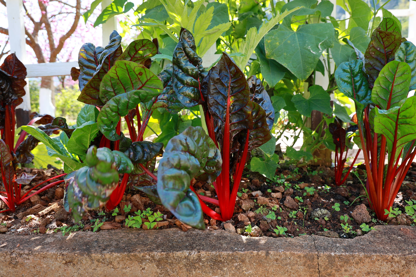 300 RHUBARB RED SWISS CHARD Perpetual Spinach Beta Vulgaris Vegetable Seeds