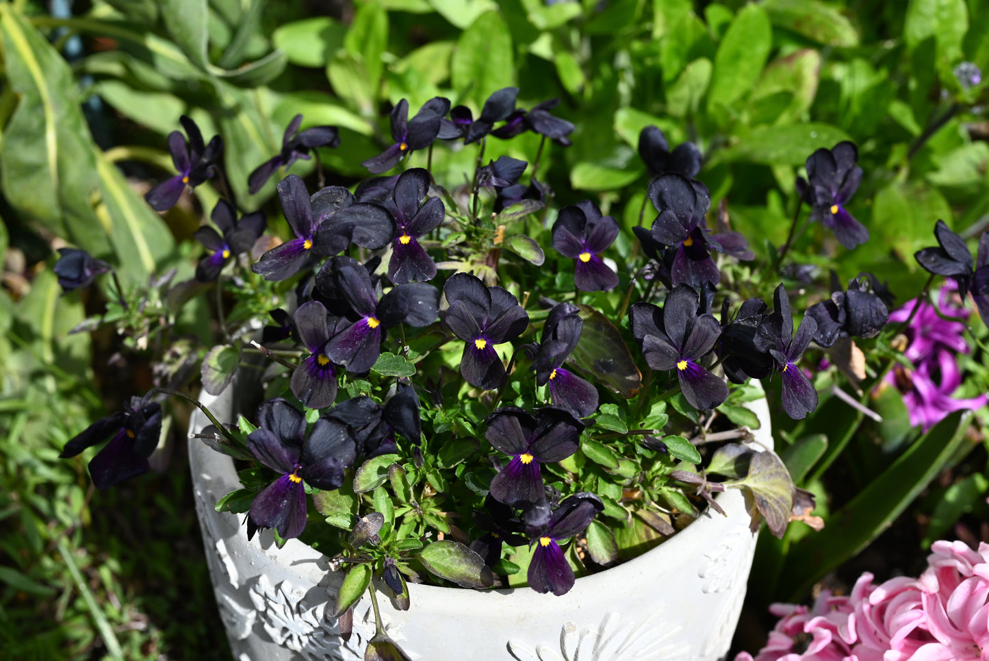 50 BLACK PANSY Clear Crystals Viola Wittrockiana Flower Seeds