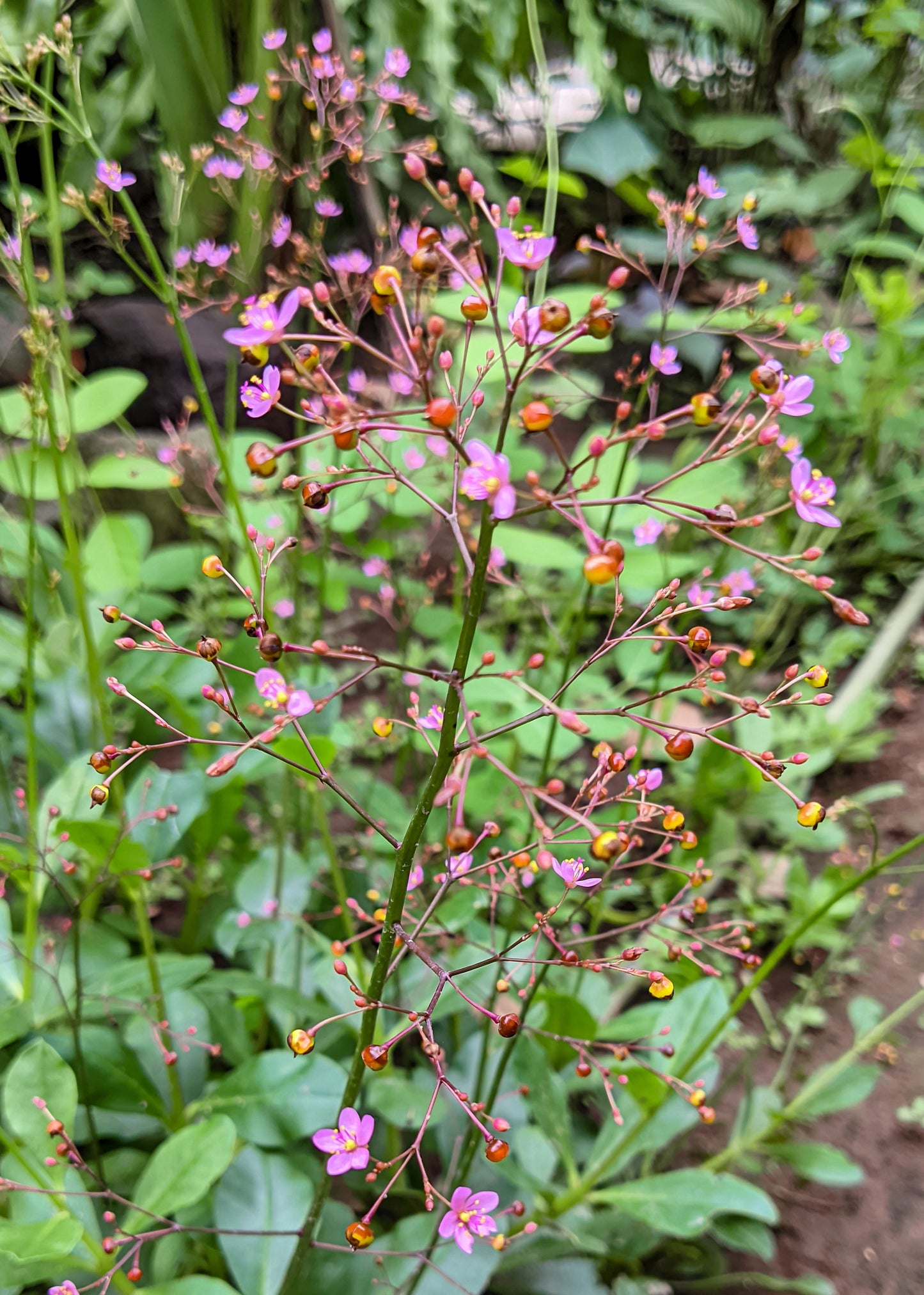 150 FAME FLOWER Jewels of Opar Talinum Paniculatum Portulaca Patens Fameflower Vegetable Leaf Seeds