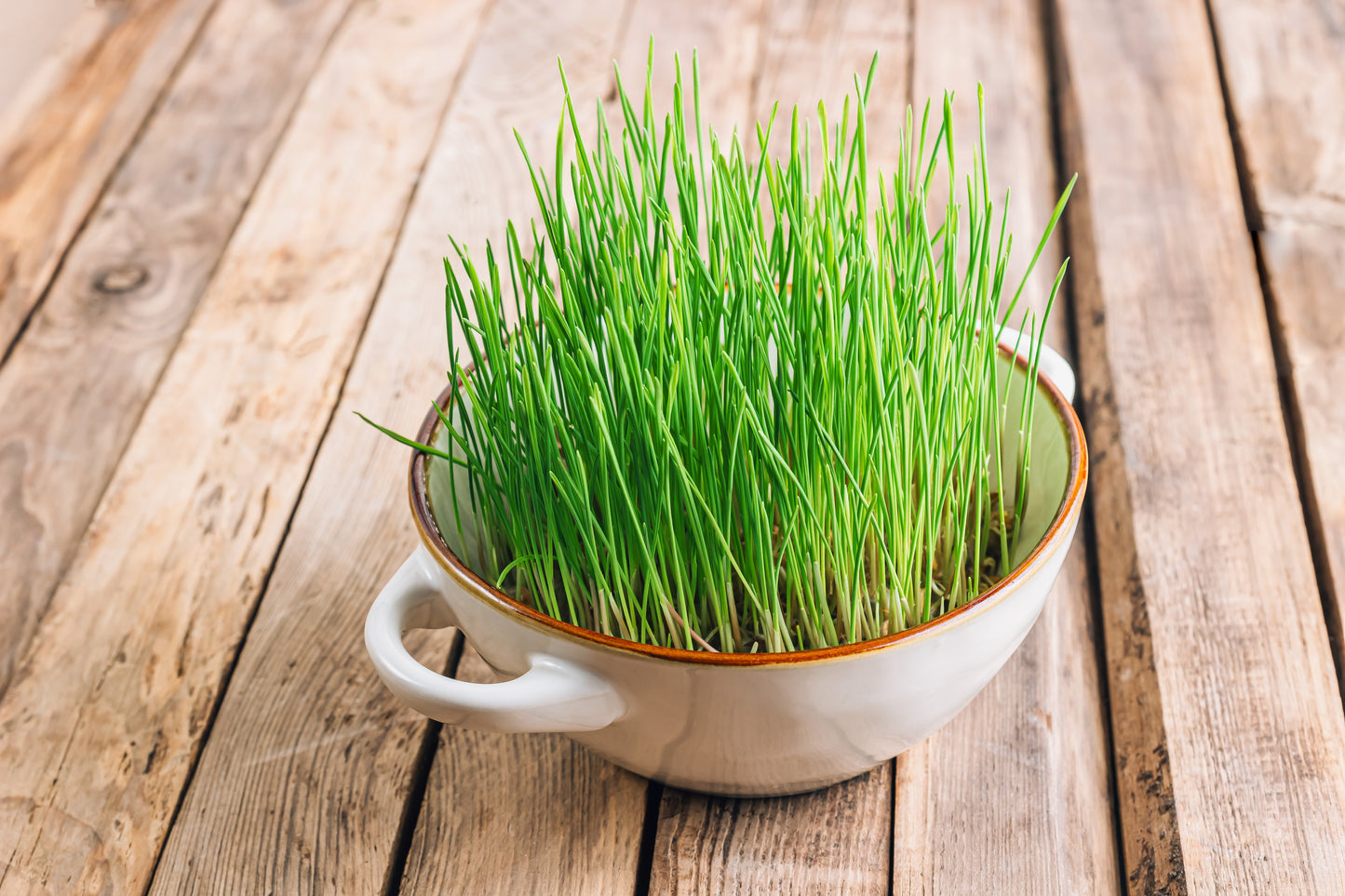 500 Organic CAT GRASS WHEAT Grass Pet Grass Wheatgrass Catgrass Triticum Aestivum Seeds