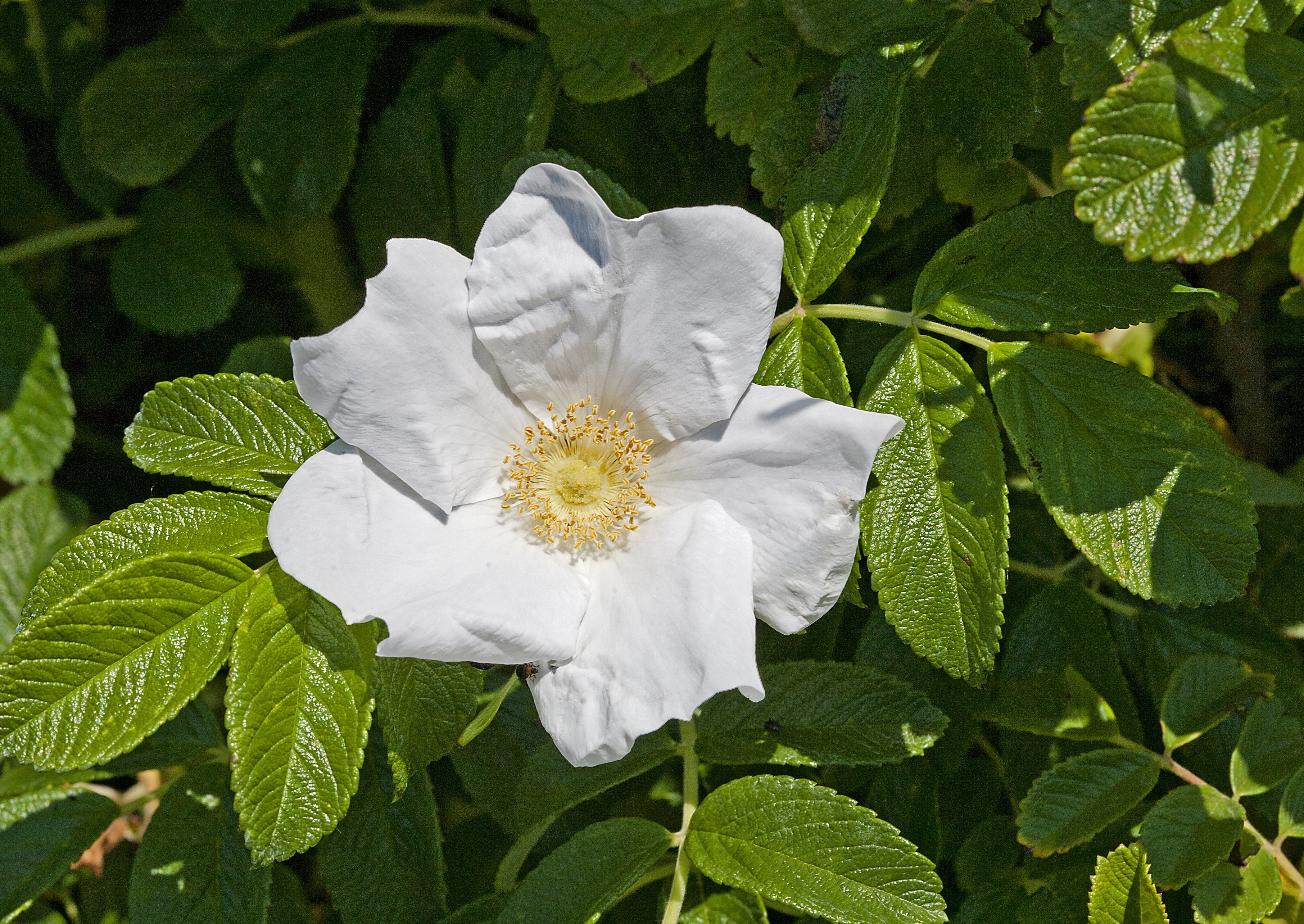 10 WHITE JAPANESE ROSE Rosa Rugosa Alba Bush Rugosa Rose Flower