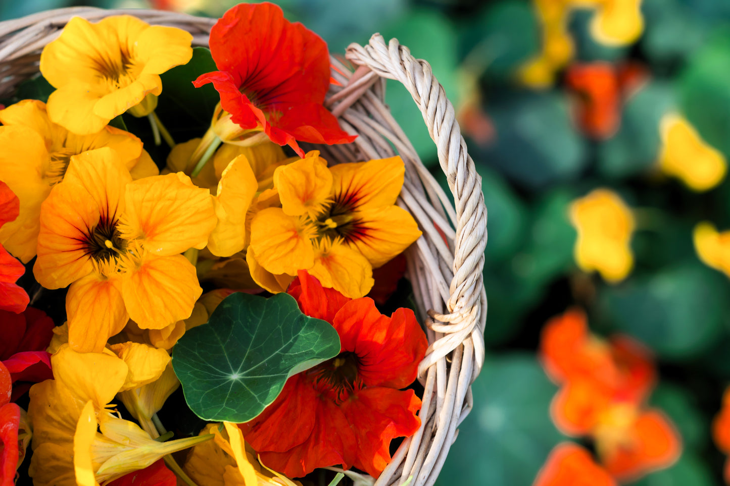 50 Mixed Colors DWARF JEWEL NASTURTIUM Tropaeolum Minus Flower Seeds