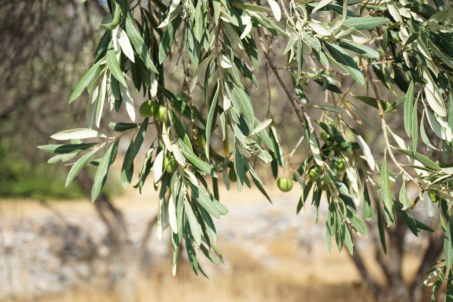 10 CANINO OLIVE TREE Olea Europaea Canino Edible European Common Green Black Fruit Seed