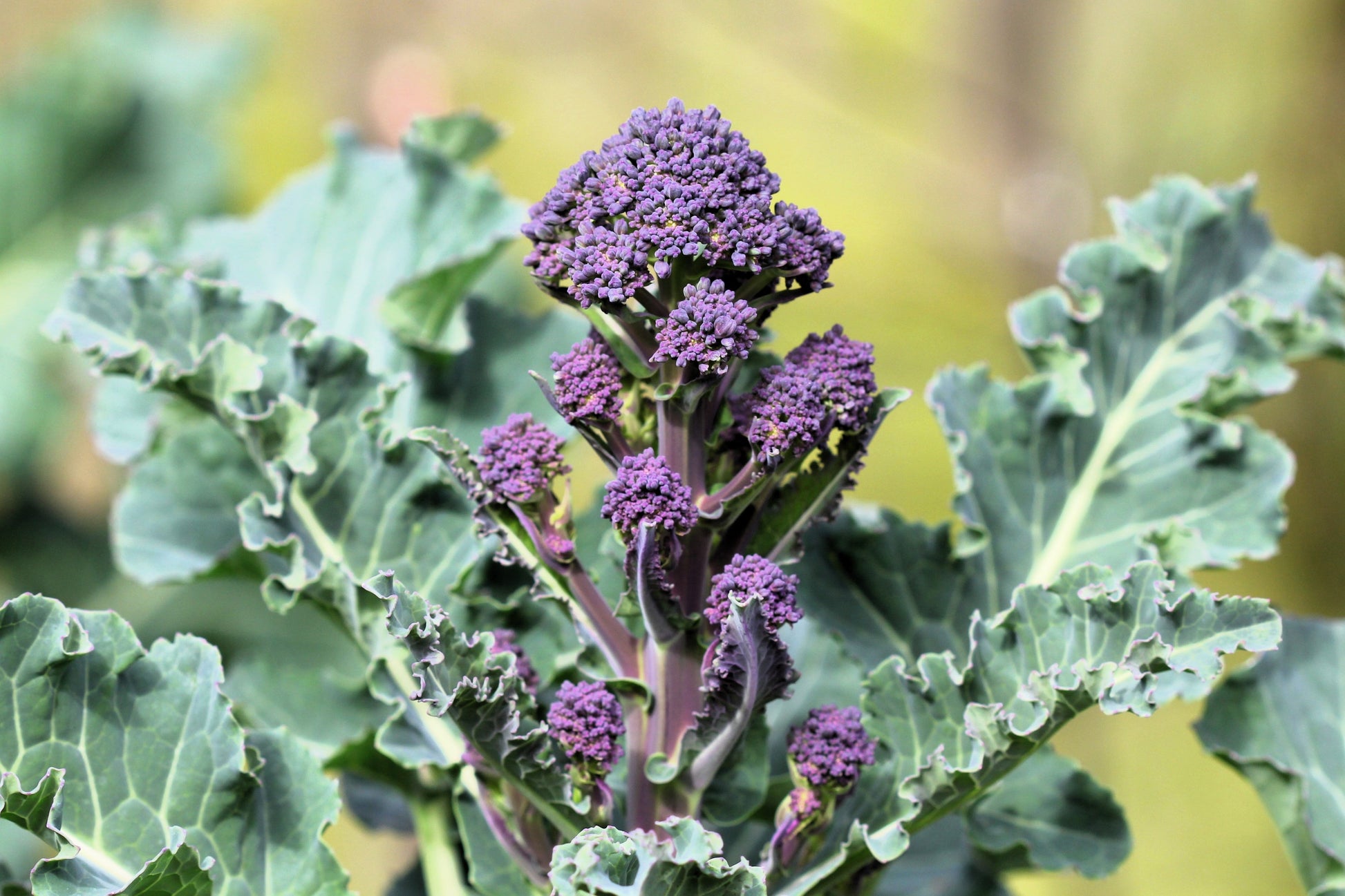 broccoli planting seeds 200 PURPLE SPROUTING BROCCOLI Brassica Oleracea Vegetable Seeds – Seedville USA
