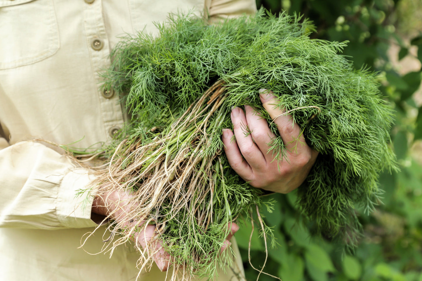 1000 LONG ISLAND Mammoth DILL Anethum Graveolens Herb Flower Seeds