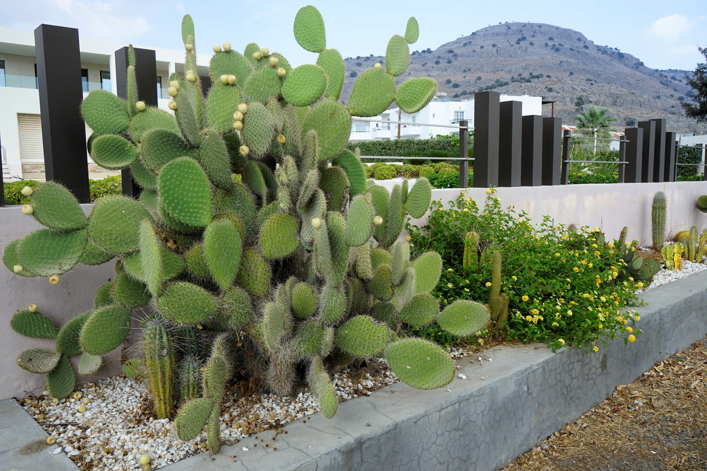 10 Yellow PRICKLY PEAR CACTUS Nopal Opuntia Ficus-Indica Flower Purple Fruit Seeds