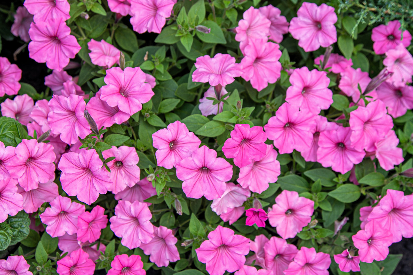 100 PINK PETUNIA Hybrida Pollinator Garden Container Flower Seeds