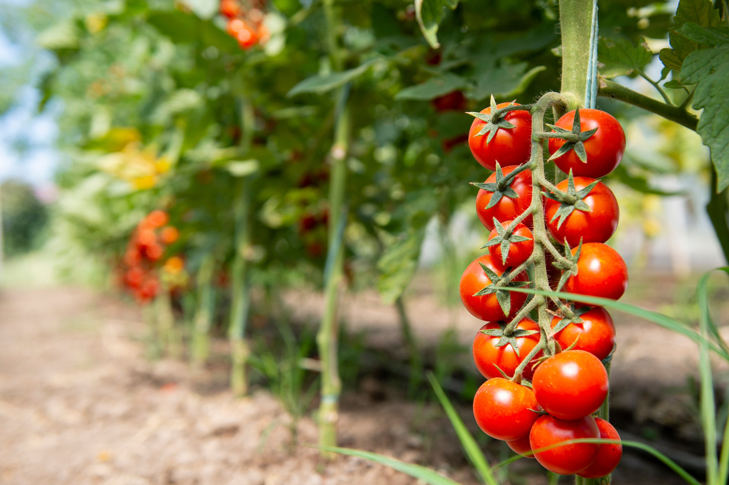 300 LARGE Red CHERRY TOMATO Lycopersicon Lycopersicum Fruit Vegetable Seeds