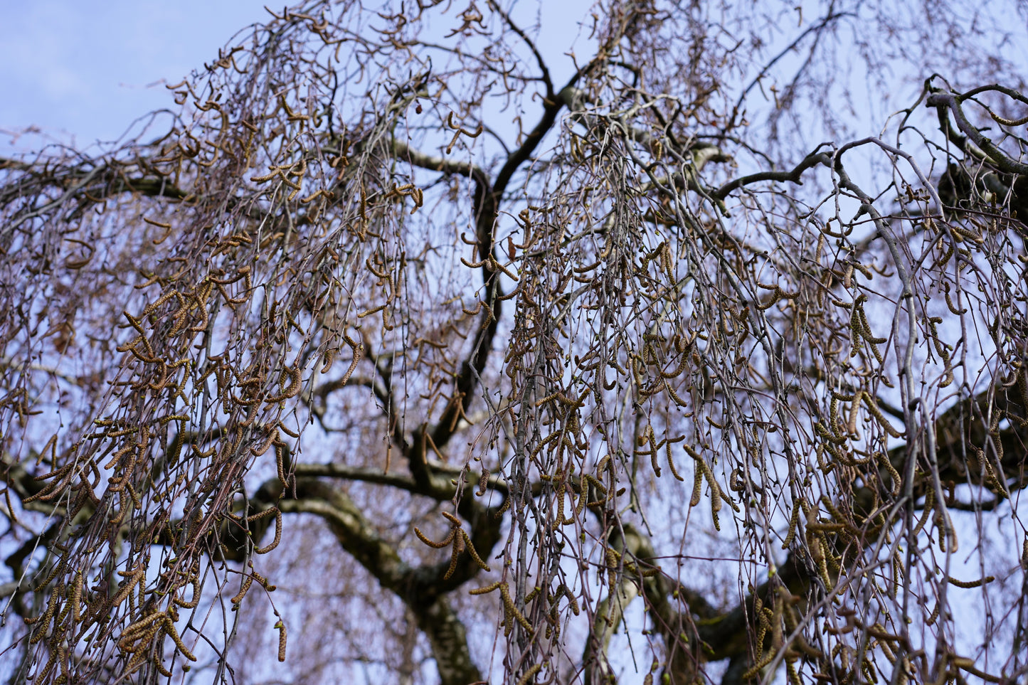 50 SILVER WEEPING BIRCH Tree White European Betula Pendula Alba Seeds