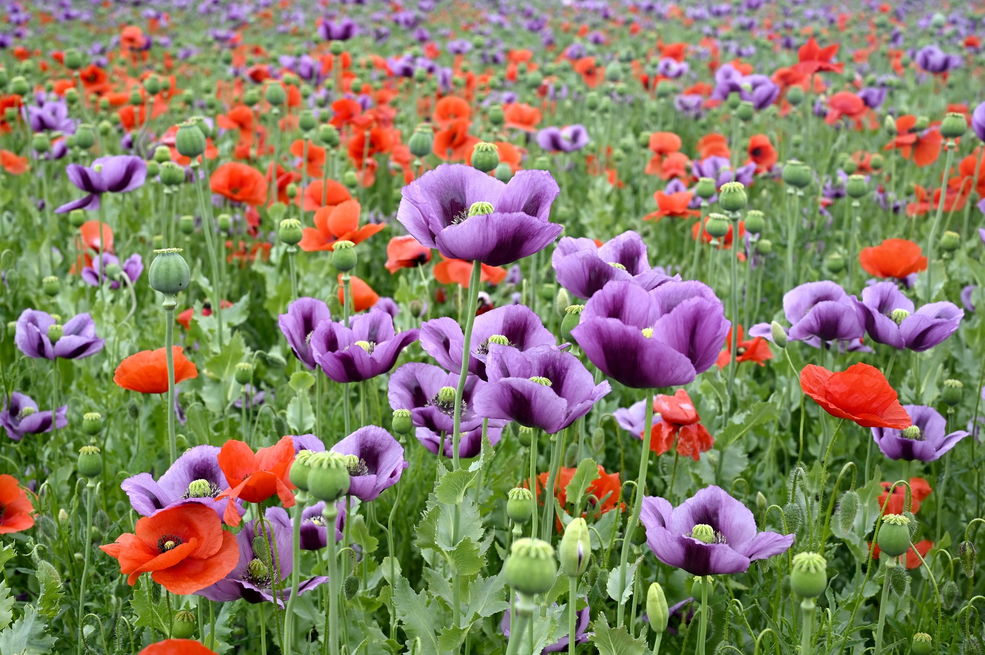 lavender poppy seeds 1000 LAVENDER POPPY Purple Papaver Somniferum Flower Seeds – Seedville USA
