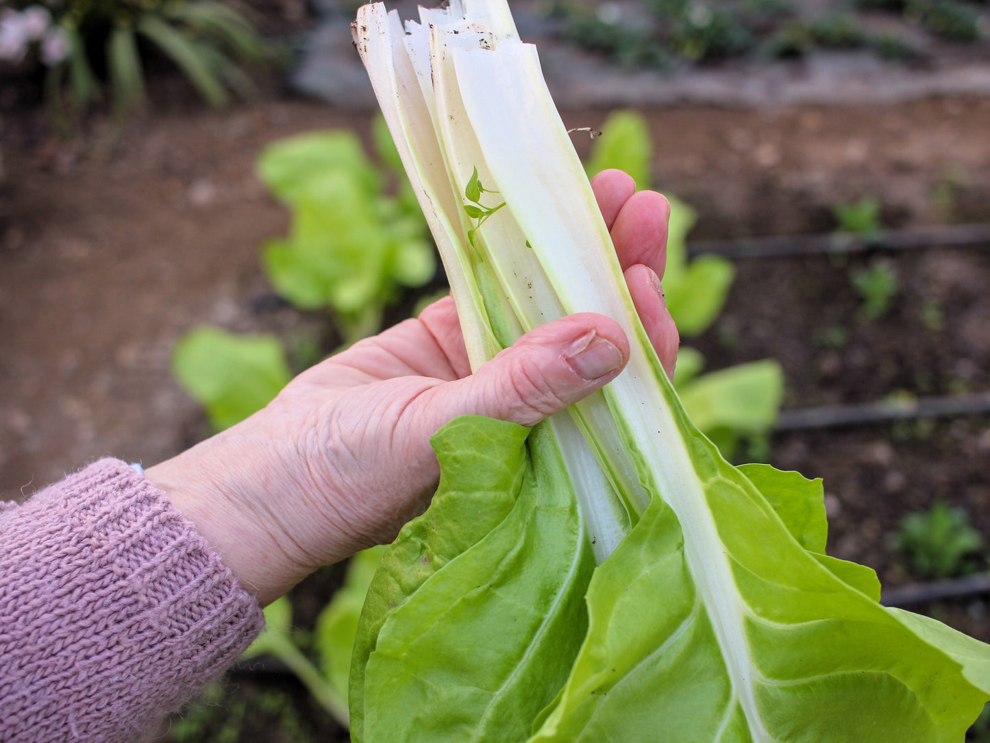 250 BARESE SWISS CHARD White Rib Perpetual Spinach Beta Vulgaris Vegetable Seeds