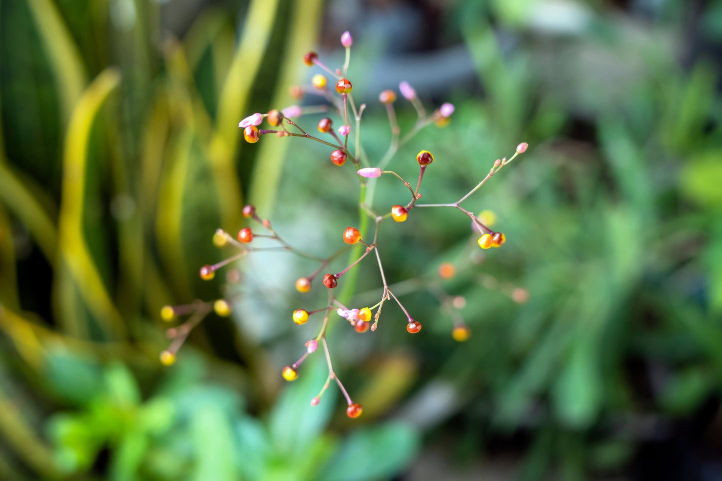 150 FAME FLOWER Jewels of Opar Talinum Paniculatum Portulaca Patens Fameflower Vegetable Leaf Seeds