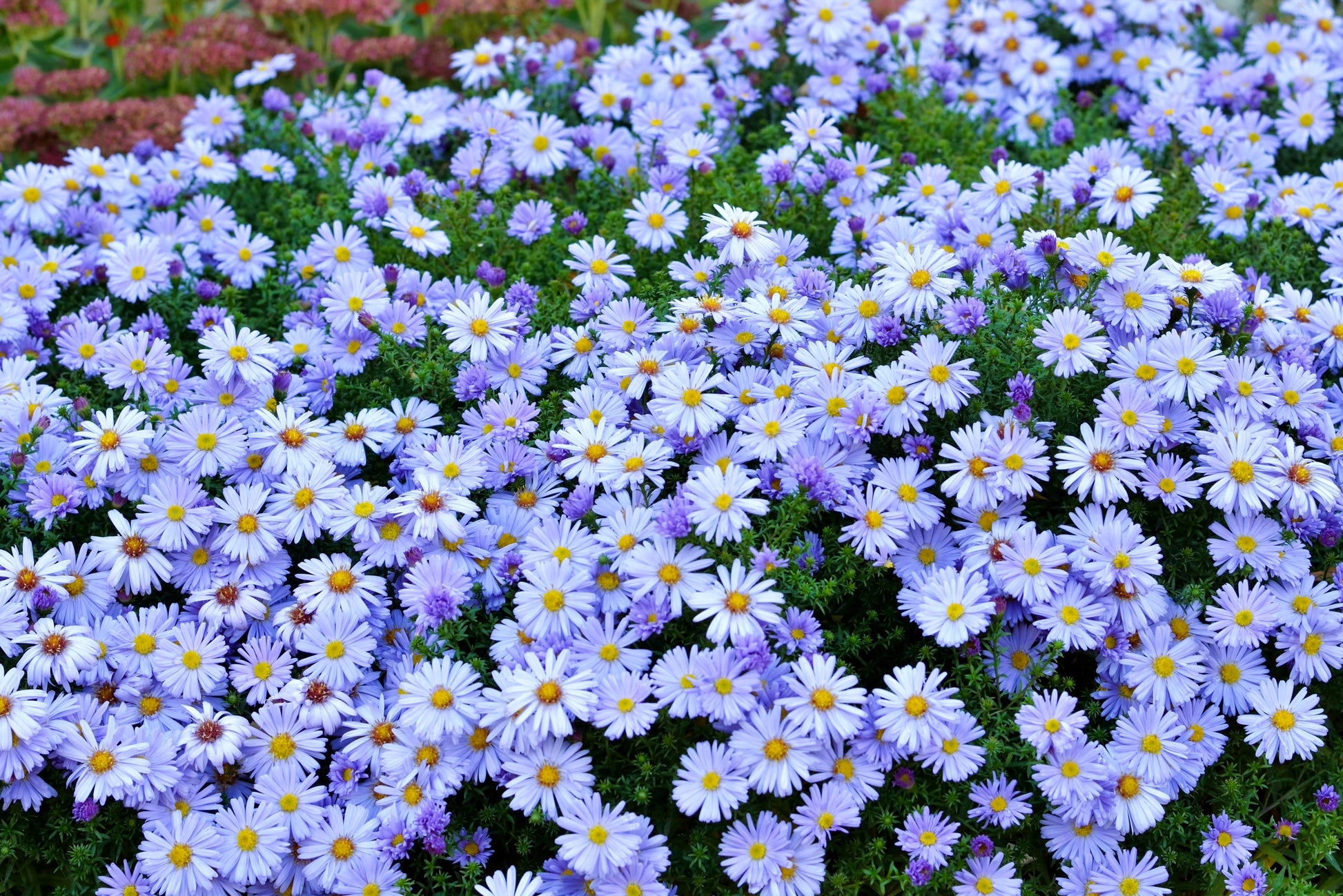 astral seed flower bed 250 SKY BLUE ASTER Azure Aster Azureus Flower Seeds – Seedville USA