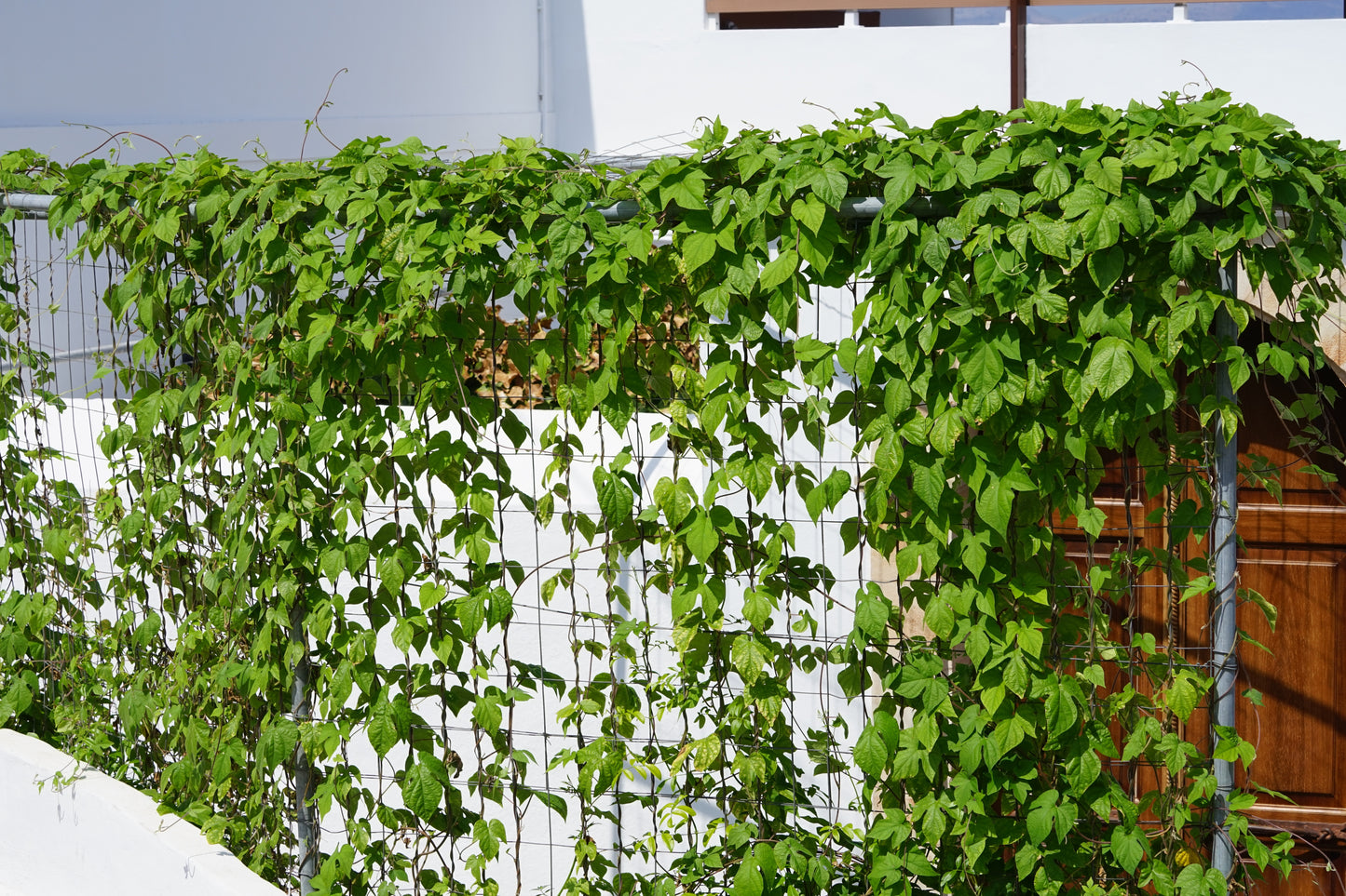 2 GAC FRUIT Gac Melon Vine Momordica Cochinchinensis Seeds