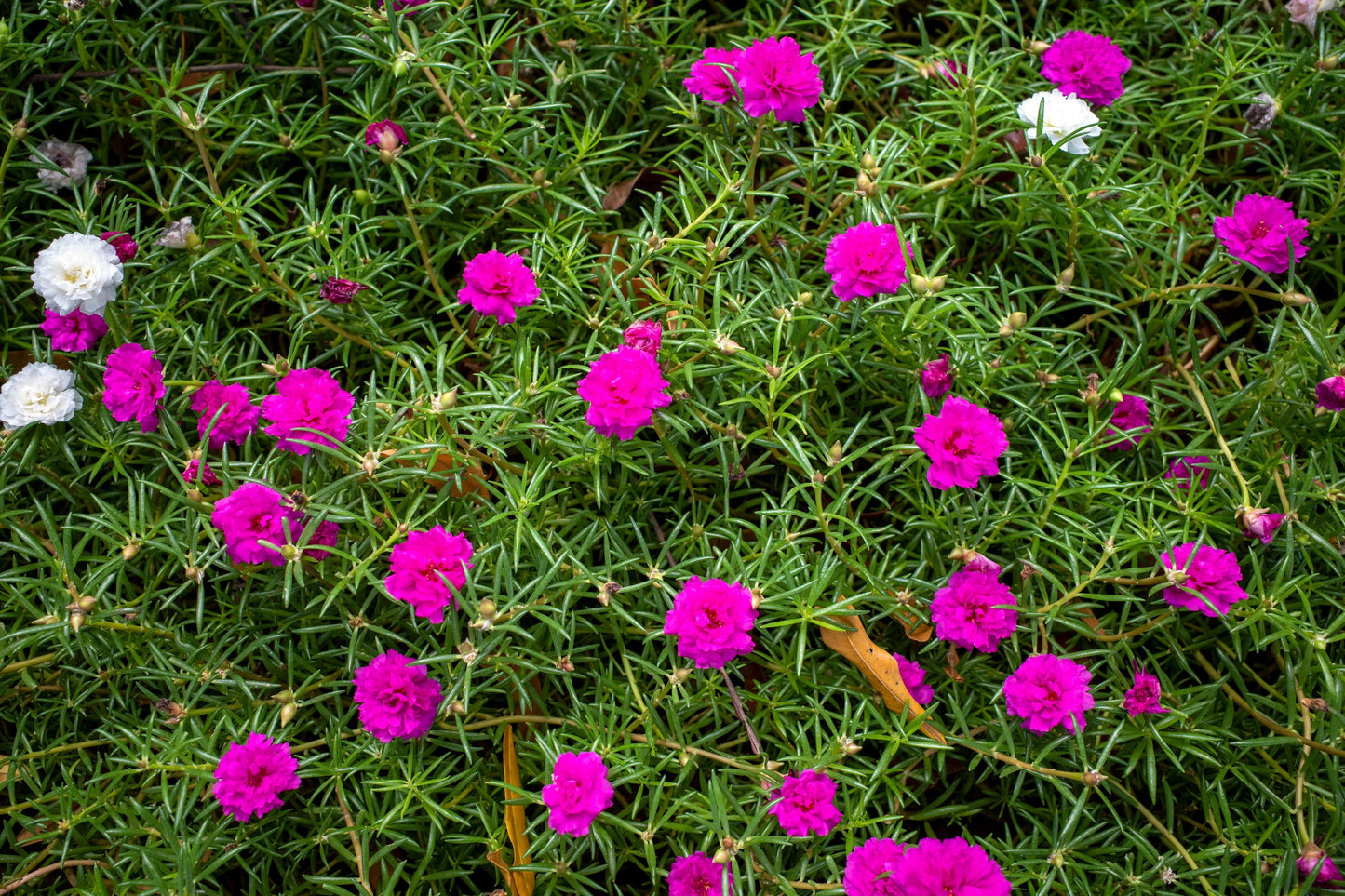 100 Mixed Colors PORTULACA MOSS ROSE Grandiflora Flower Seeds