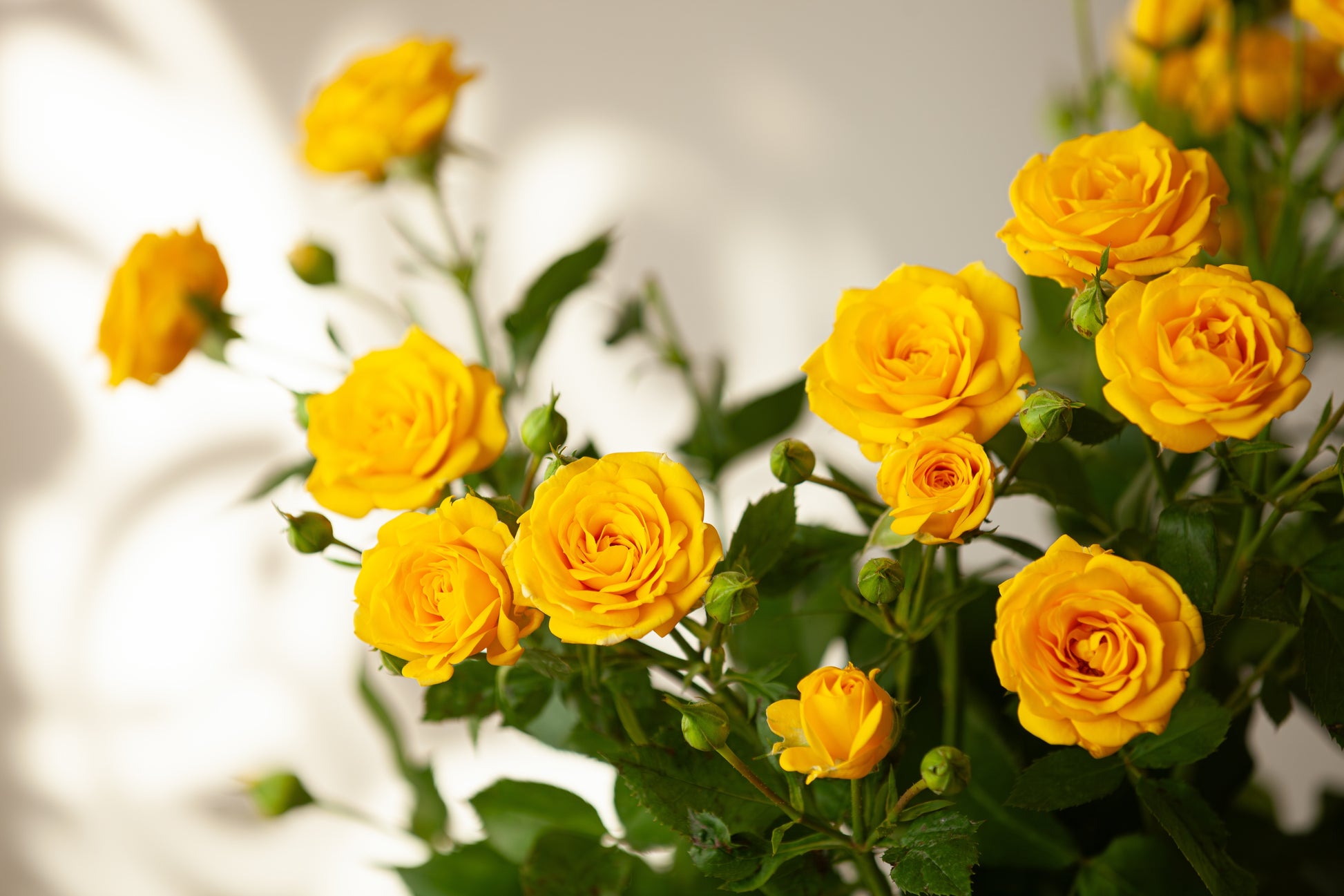 yellow rose seeds for sale 5 YELLOW ROSE Rosa Bush Shrub Perennial Flower Seeds
