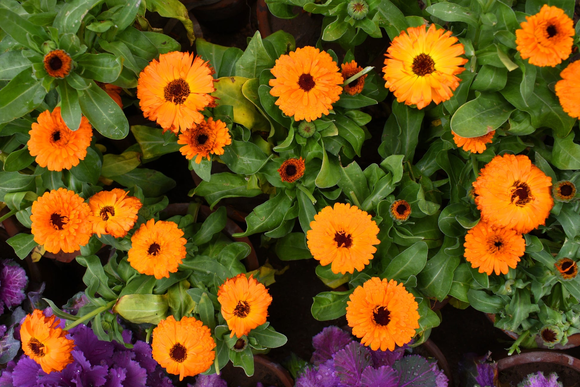 purple marigold seeds 500 Mixed Colors FANCY MIX Pot MARIGOLD Calendula Officinalis Flower S – Seedville USA