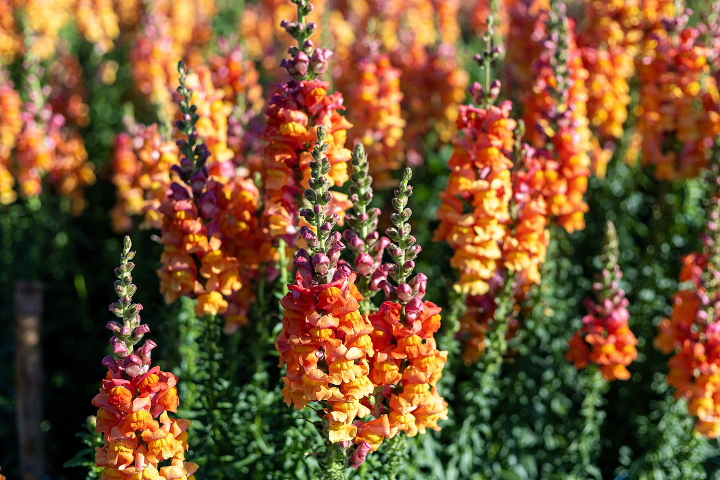 250 ORANGE WONDER SNAPDRAGON Antirrhinum Majus Flower Seeds