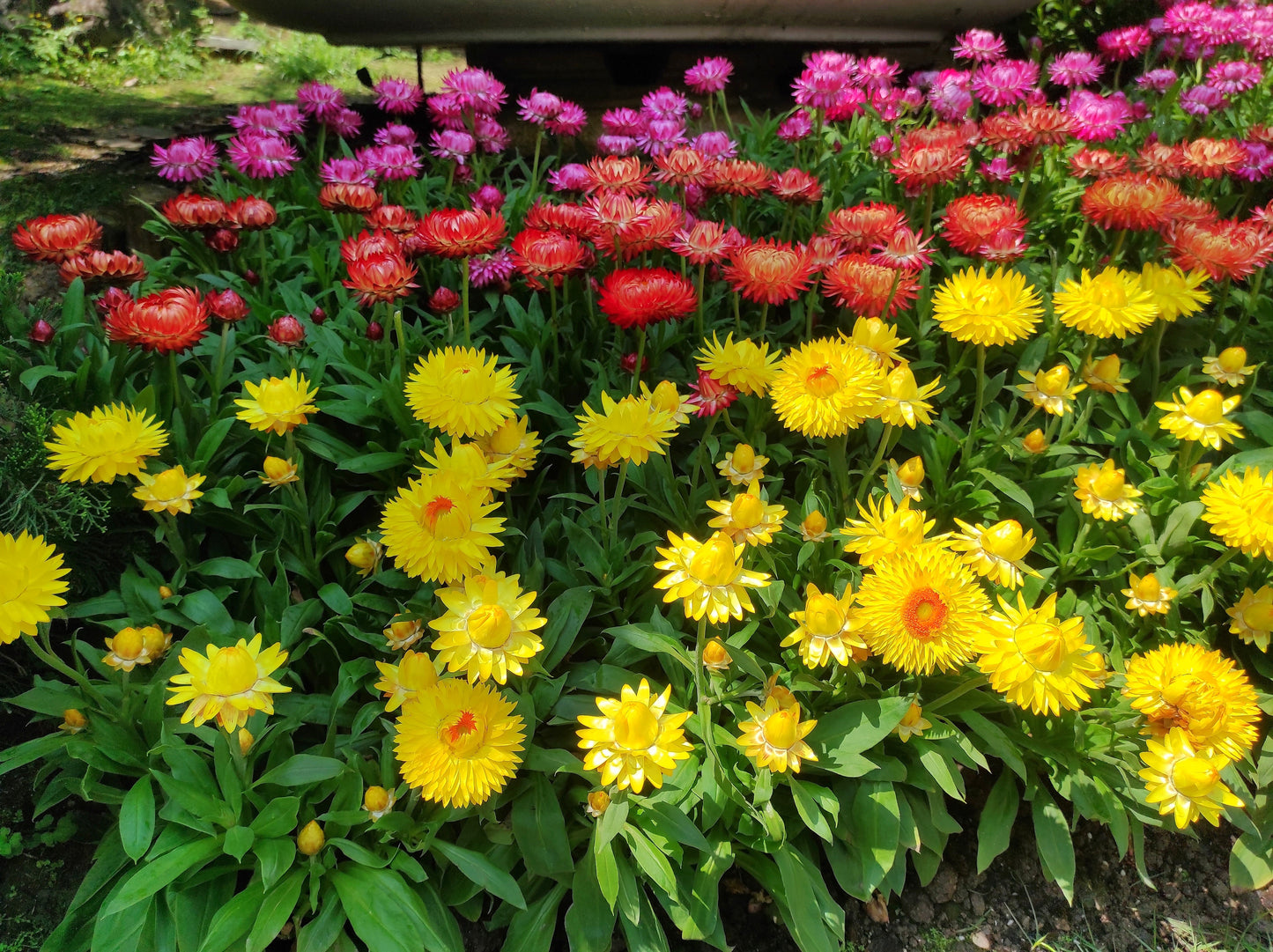 100 TALL Double MIXED Colors STRAWFLOWER Xerochrysum Bracteatum Helichrysum Monstrosum Flower Seeds