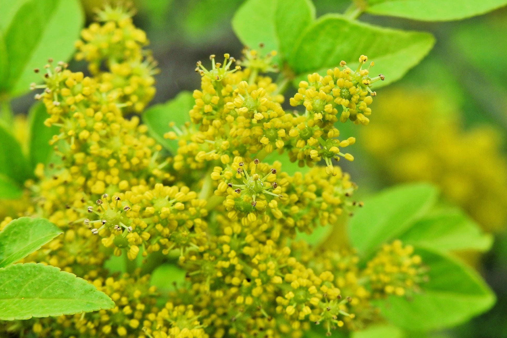 szechuan flower seeds 25 SZECHUAN PEPPER Peppercorn Sichuan Szechwan Zanthoxylum Bungeanum Spice Seeds