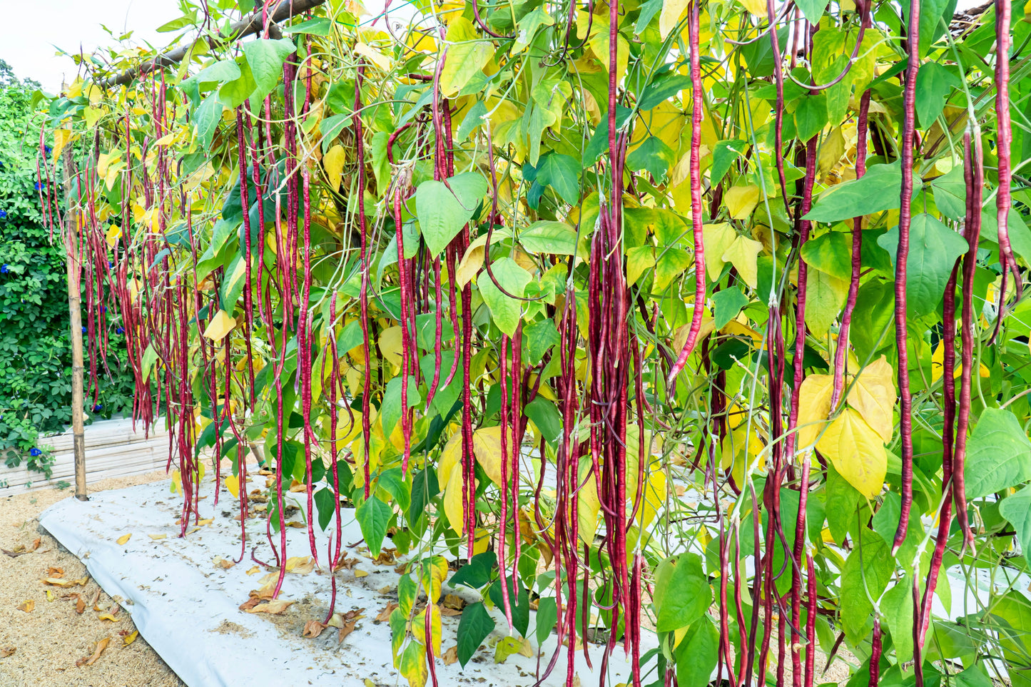 25 RED NOODLE BEAN Yard Long Asparagus Bean Chinese Phaseolus Vulgaris Legume Vegetable Seeds