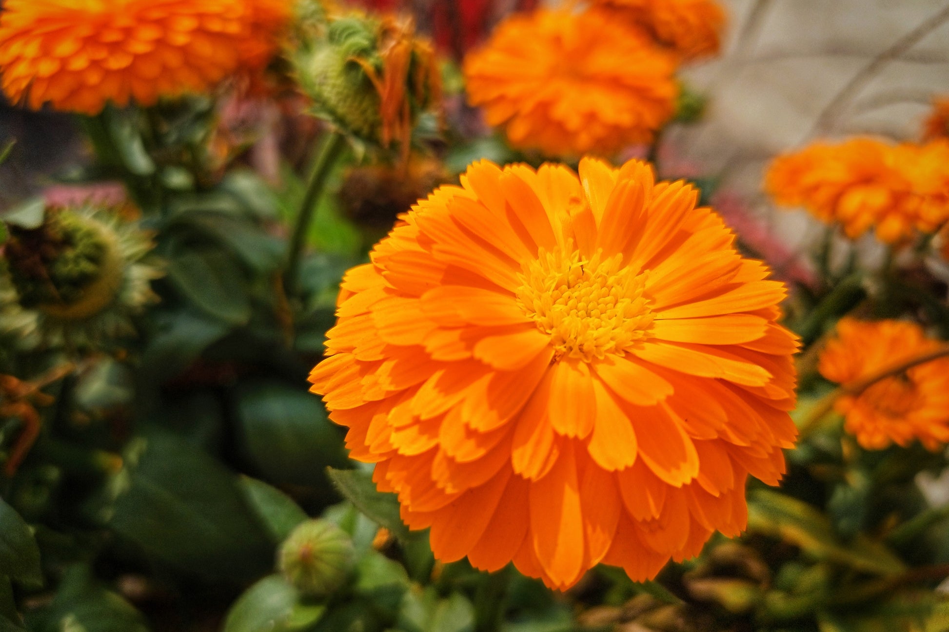 pot marigold plants for sale 500 Mixed Colors FANCY MIX Pot MARIGOLD Calendula Officinalis Flower Seeds