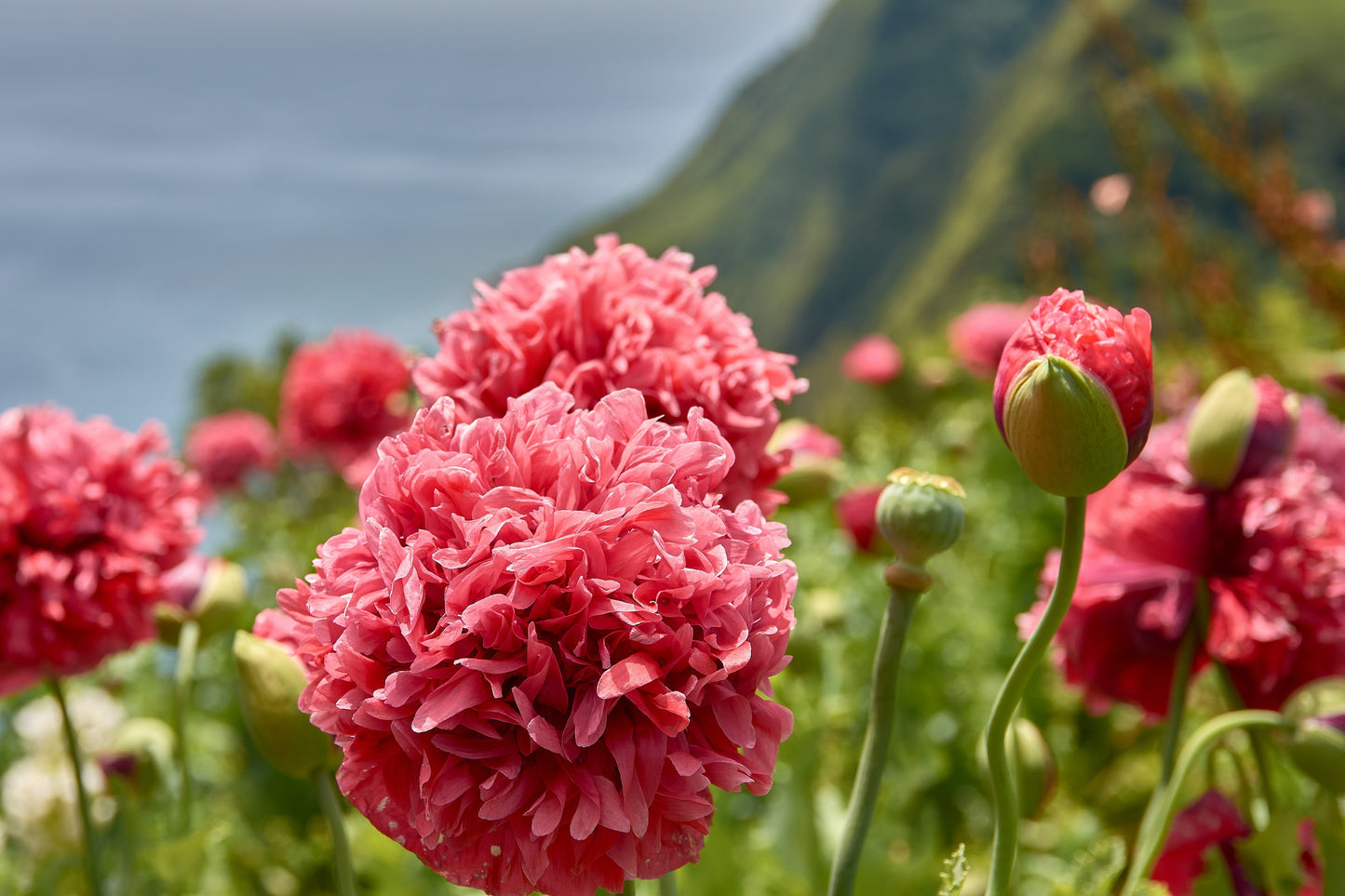 250 Organic PEONY POPPY MIX Papaver Paeoniflorum Mixed Colors Red, White, Pink, Black, Purple, Salmon, Bronze, Lilac, & Bicolor Flower Seeds