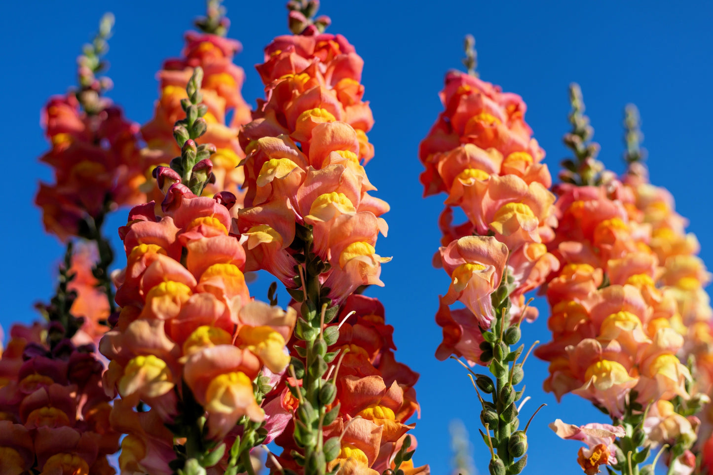 250 ORANGE WONDER SNAPDRAGON Antirrhinum Majus Flower Seeds