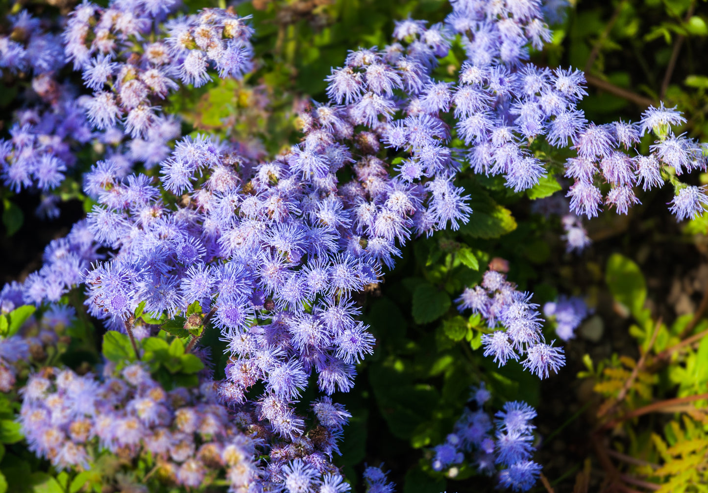 100 Dwarf BLUE MINK AGERATUM Houstonianum Fuzzy Double West Indies Flower Seeds