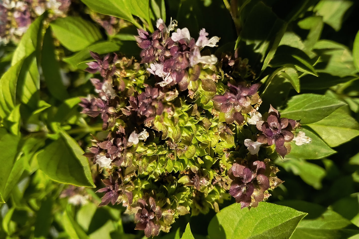 500 ANISE PERSIAN BASIL Ocimum Basilicum Herb Flower Seeds