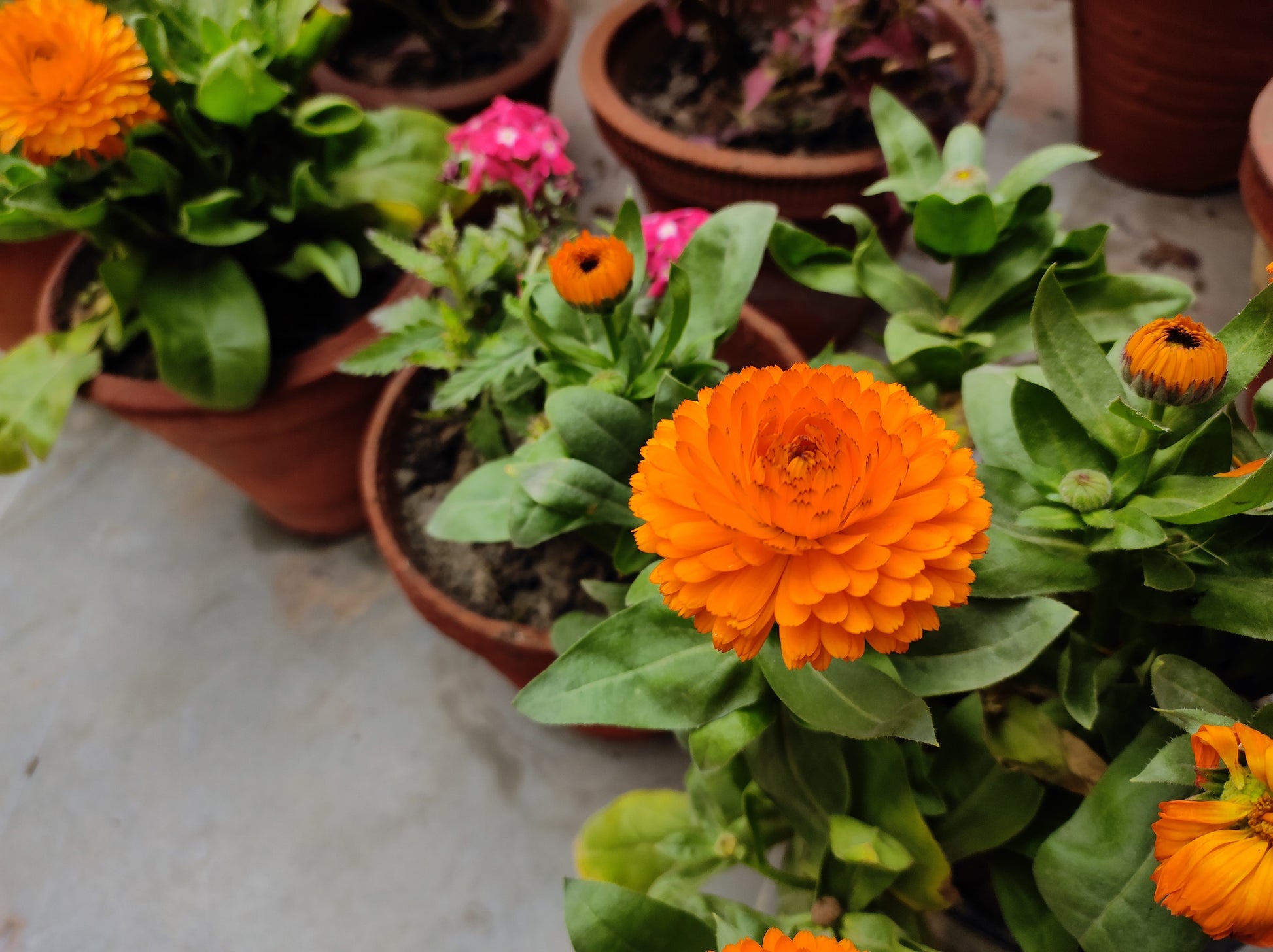 calendula potted plant 500 PACIFIC Beauty ORANGE MARIGOLD Calendula Officinalis Flower Seeds – Seedville USA