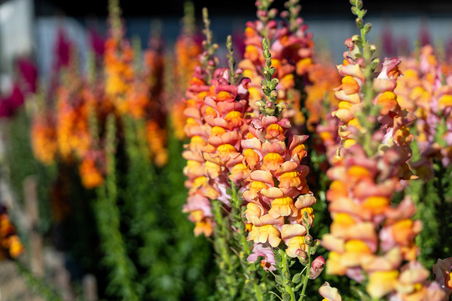 250 ORANGE WONDER SNAPDRAGON Antirrhinum Majus Flower Seeds