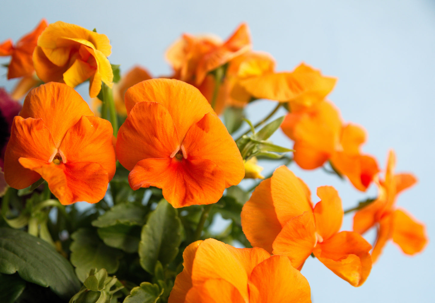 50 ORANGE SUN PANSY Swiss Giant Viola Wittrockiana Flower Seeds