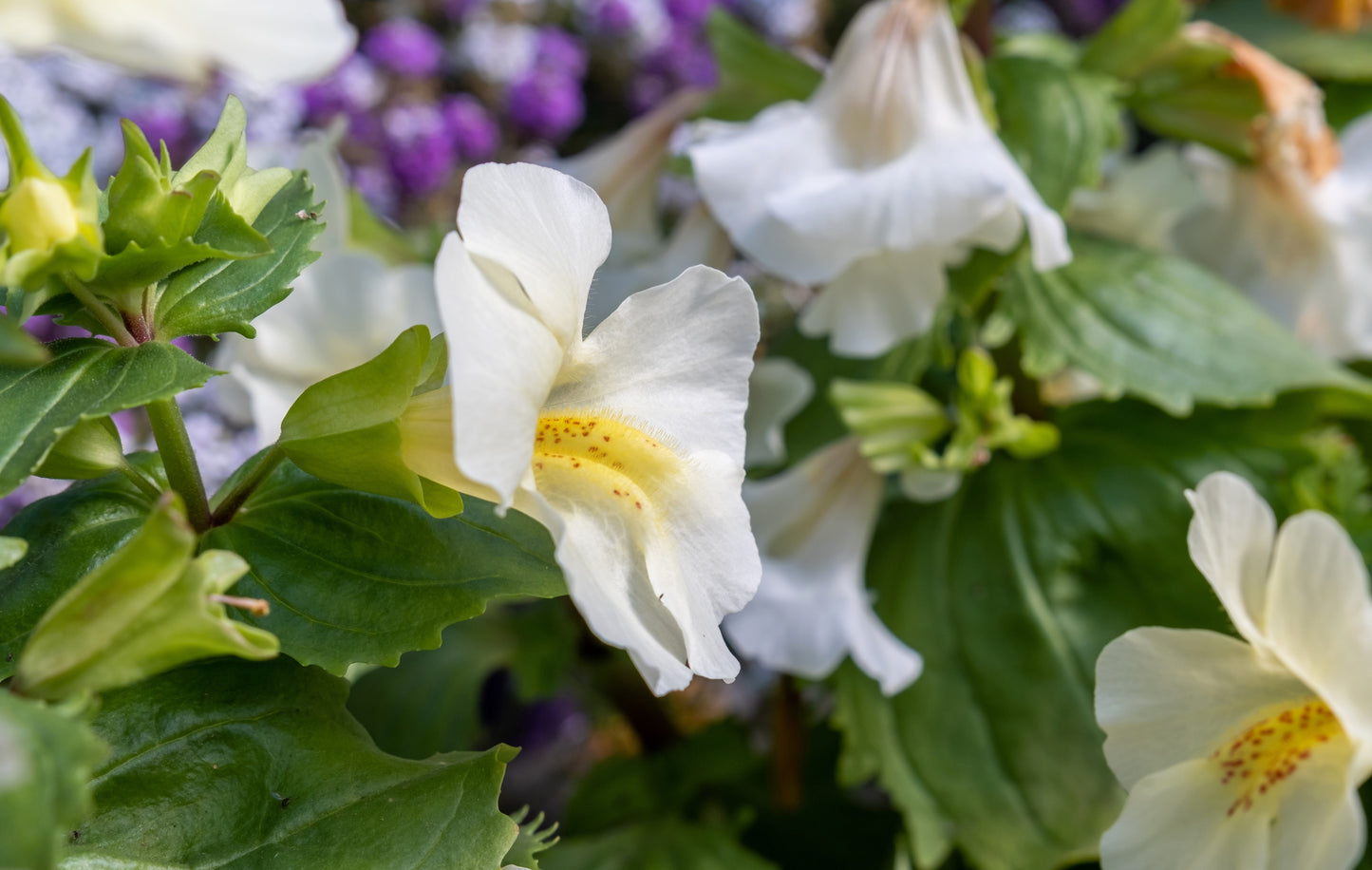 100 Twinkle WHITE MONKEY FLOWER Mimulus Seeds