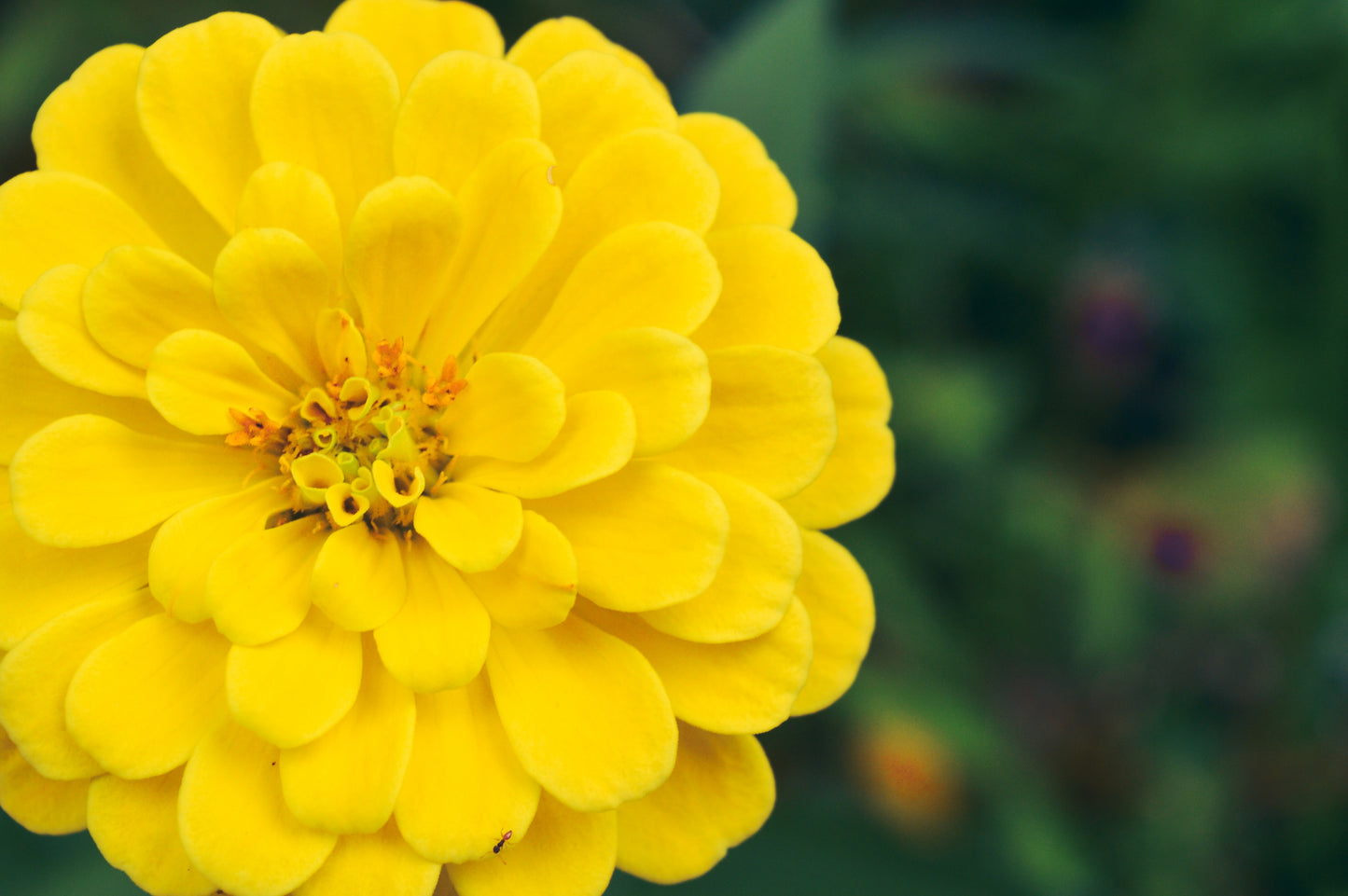 250 Yellow CANARY BIRD ZINNIA Elegans Flower Seeds