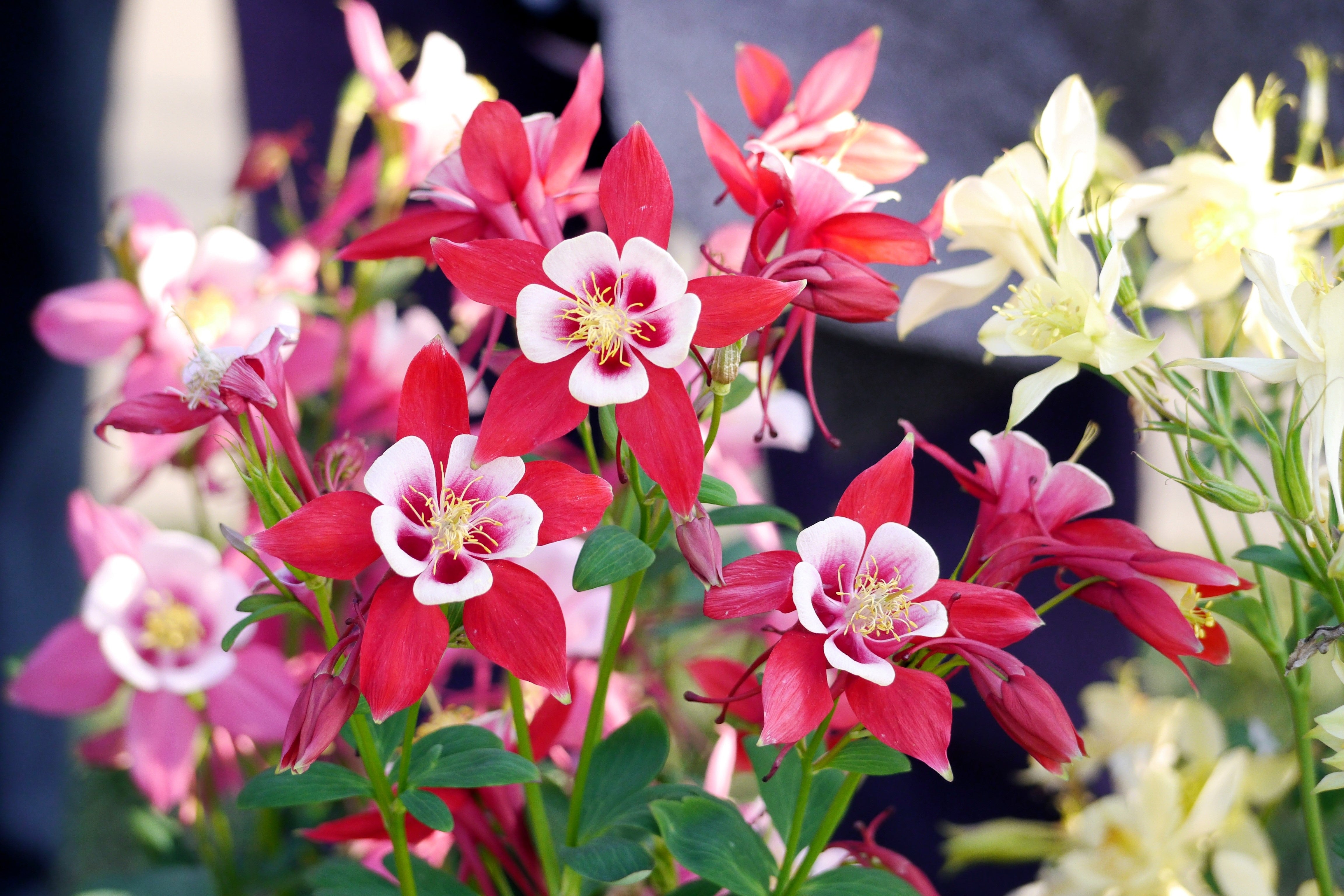 Seedville European Columbine - Thumbnail 2