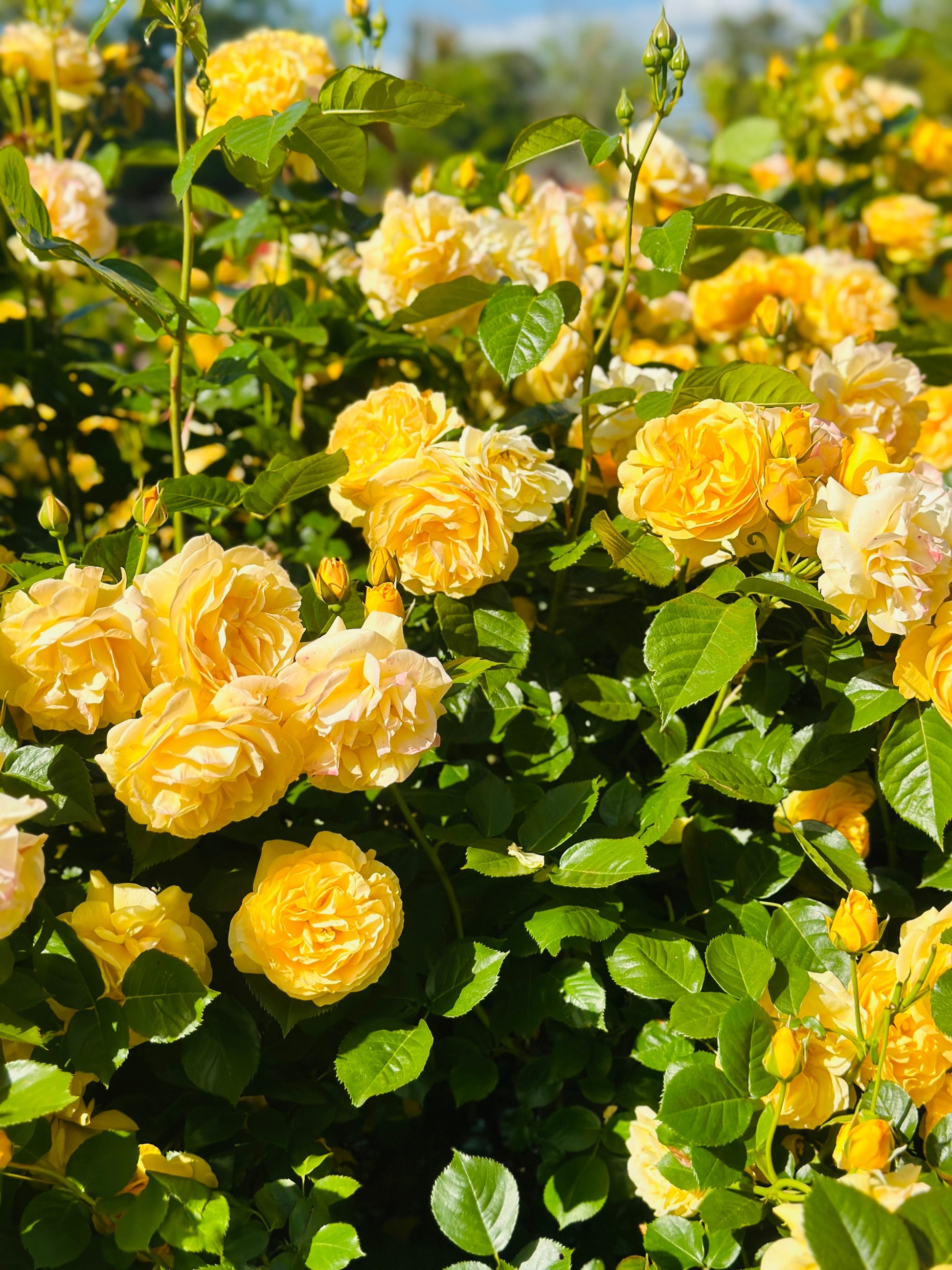where to find rose seeds 5 YELLOW ROSE Rosa Bush Shrub Perennial Flower Seeds – Seedville USA