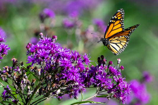 100 MISSOURI IRONWEED Monarch Flower Native Purple Vernonia Missurica Seeds