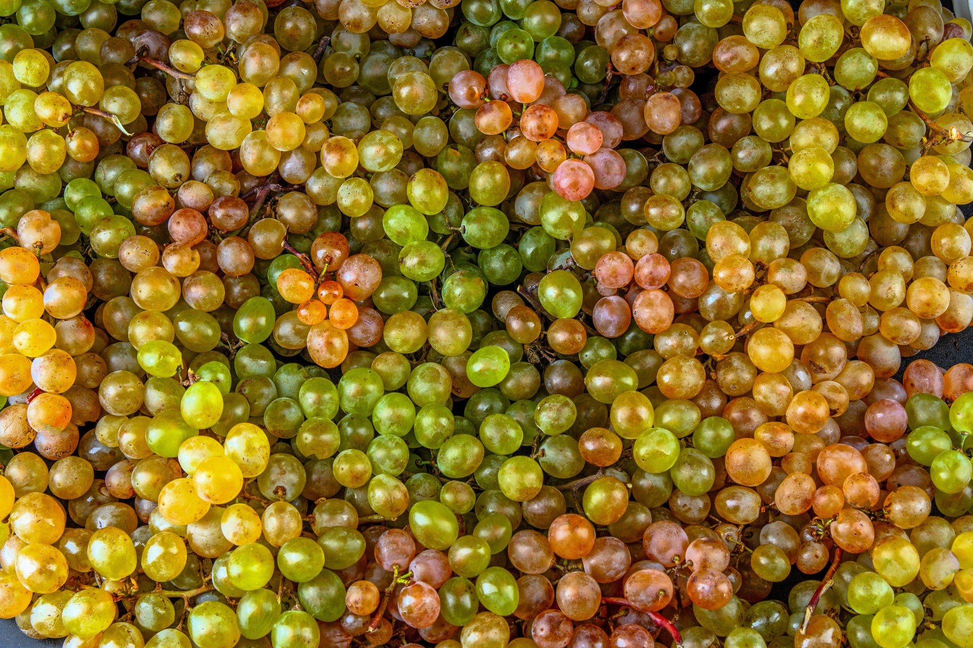 grape seeds for planting for sale 30 WINE GRAPE Vitis Viniferia Domestic Mixed Colors Fruit Vine Seeds