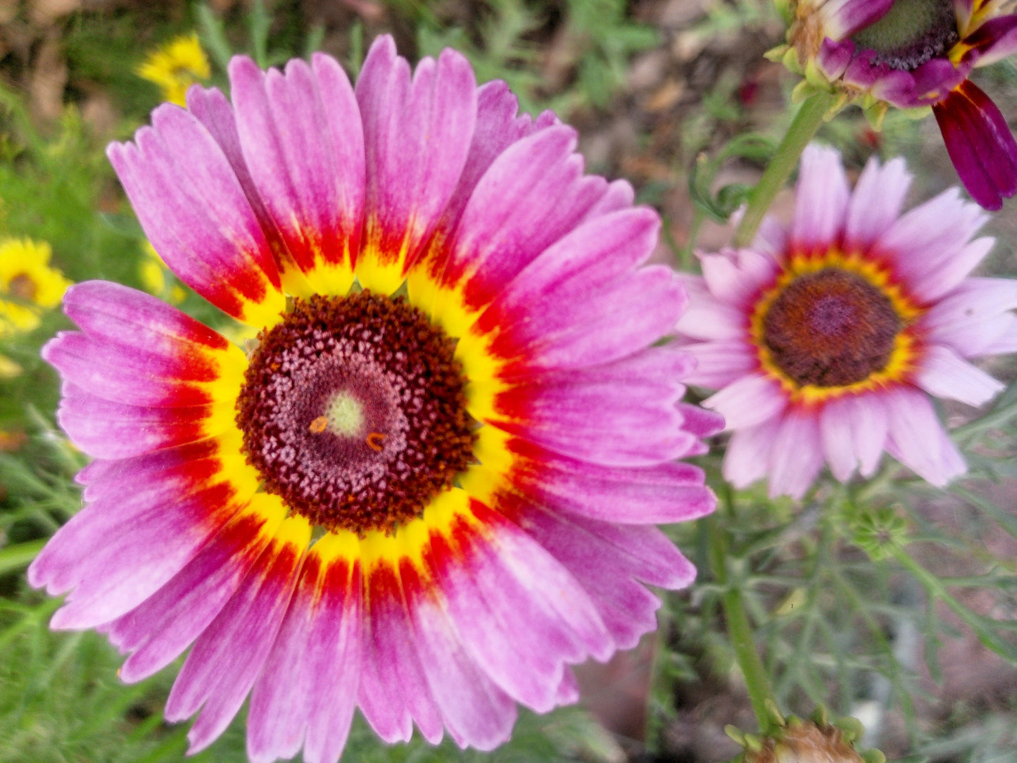 250 TRICOLOR PAINTED DAISY (Pyrenthrum Daisy) Chrysanthemum Carinatum Flower Seeds
