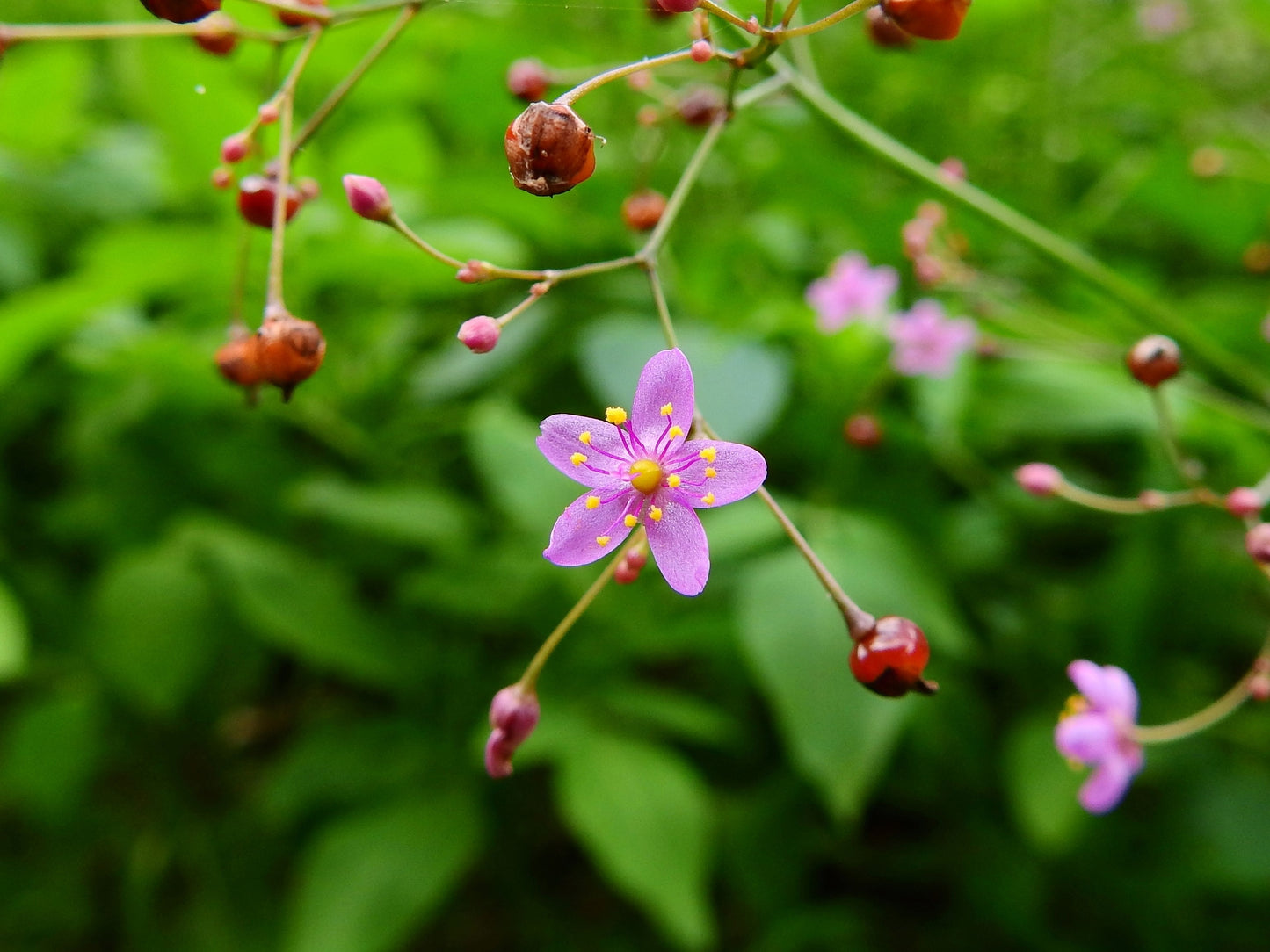 150 FAME FLOWER Jewels of Opar Talinum Paniculatum Portulaca Patens Fameflower Vegetable Leaf Seeds