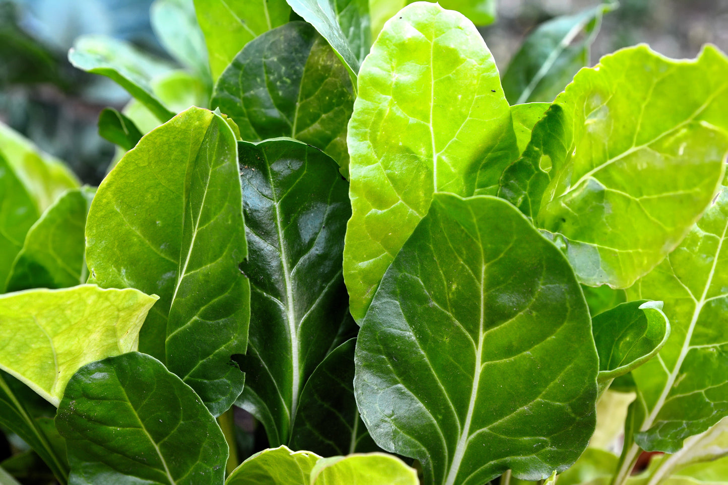 250 BARESE SWISS CHARD White Rib Perpetual Spinach Beta Vulgaris Vegetable Seeds