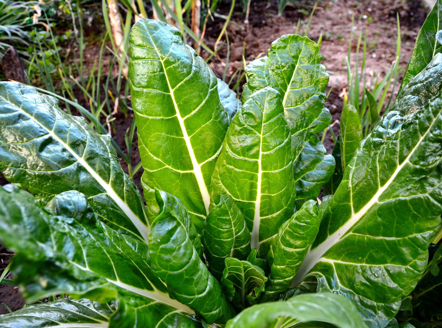 250 BARESE SWISS CHARD White Rib Perpetual Spinach Beta Vulgaris Vegetable Seeds