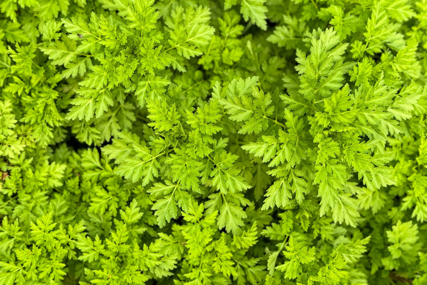 150 GARDEN CHERVIL (Gourmet Parsley) Anthriscus Cerefolium Herb Flower Seeds