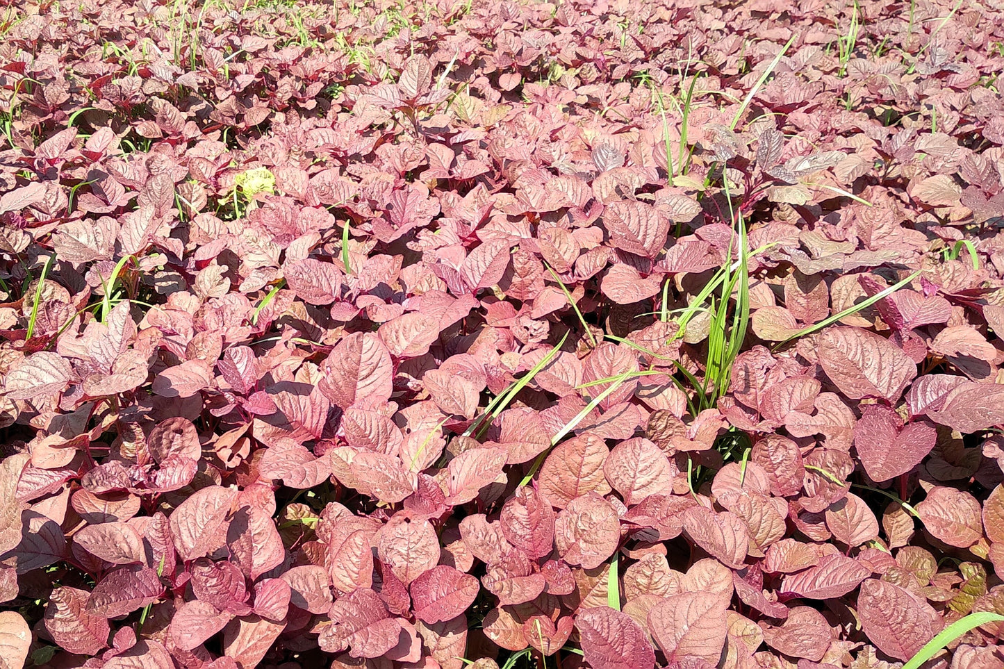 500 RED GARNET AMARANTH Amaranthus Tricolor Vegetable Flower Seeds